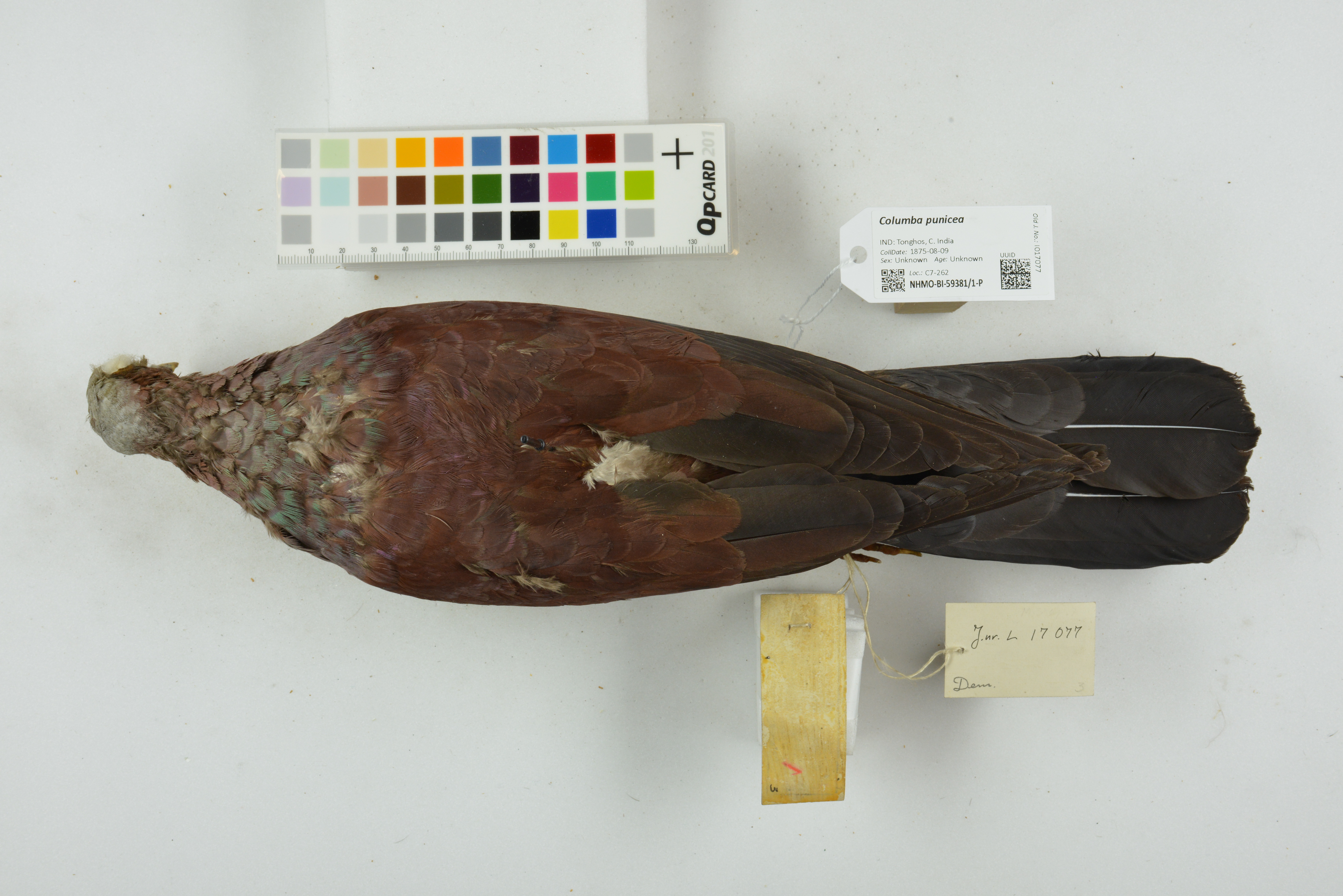 Pale-capped Pigeon