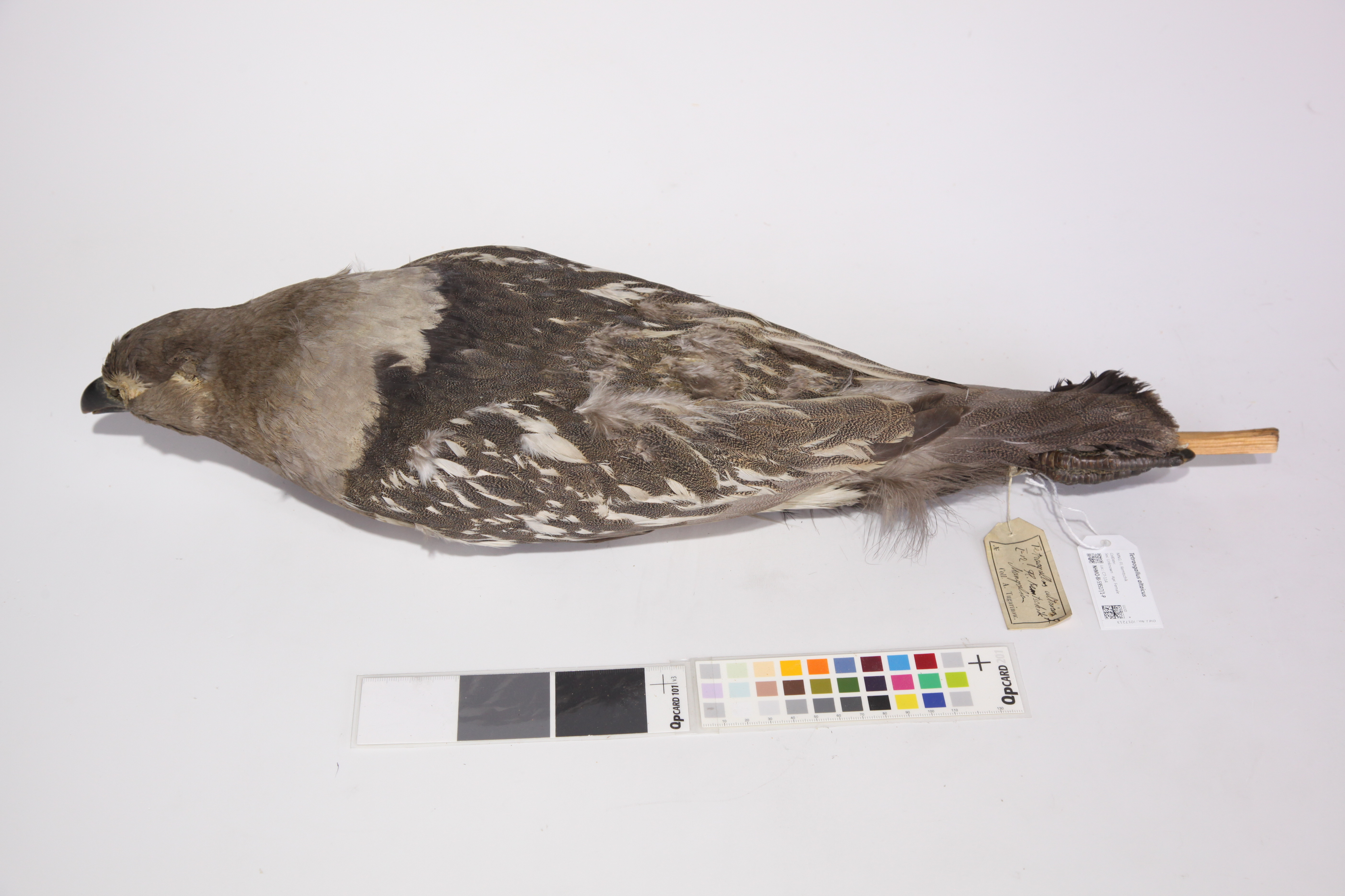Altai Snowcock