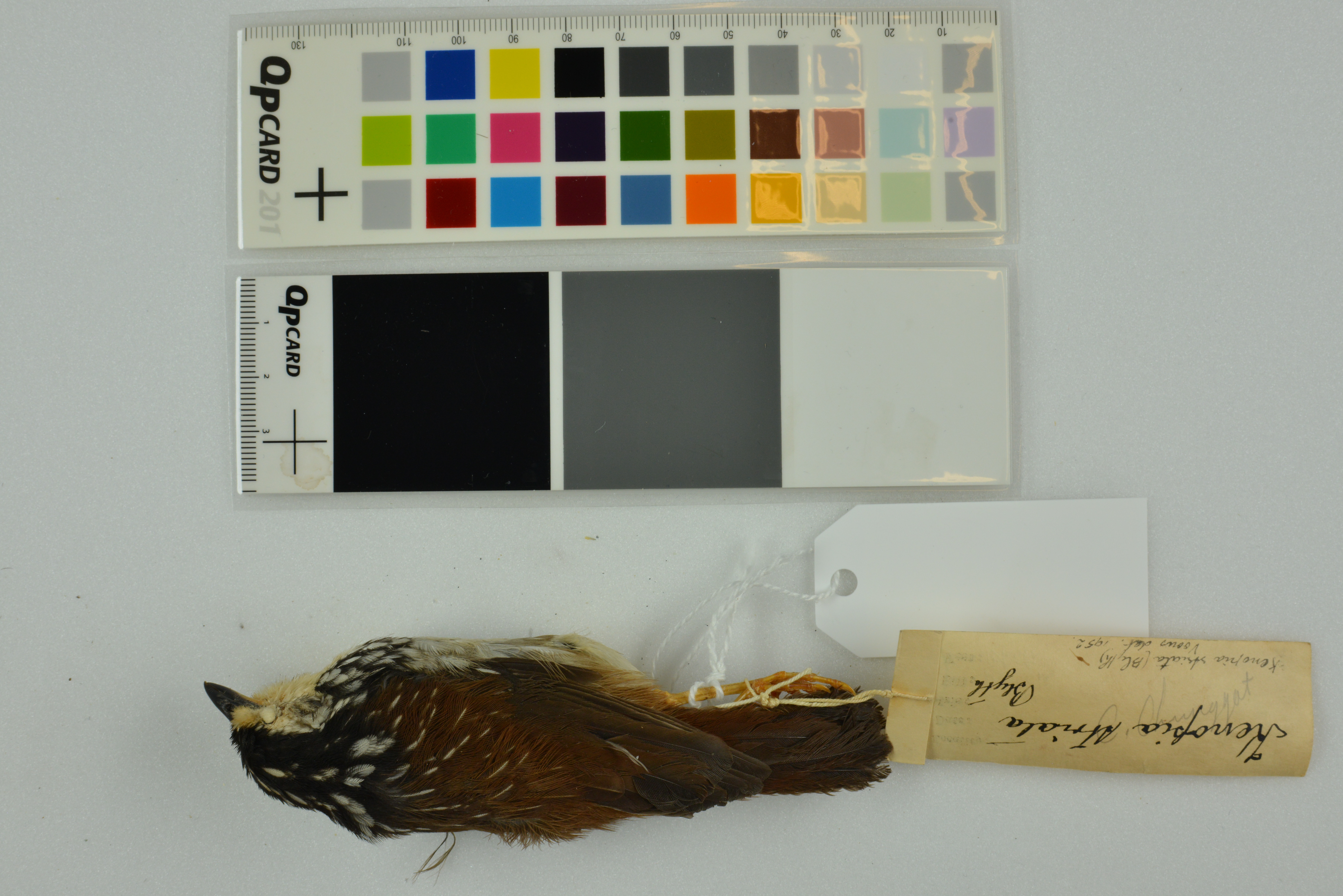 Striped Wren-Babbler