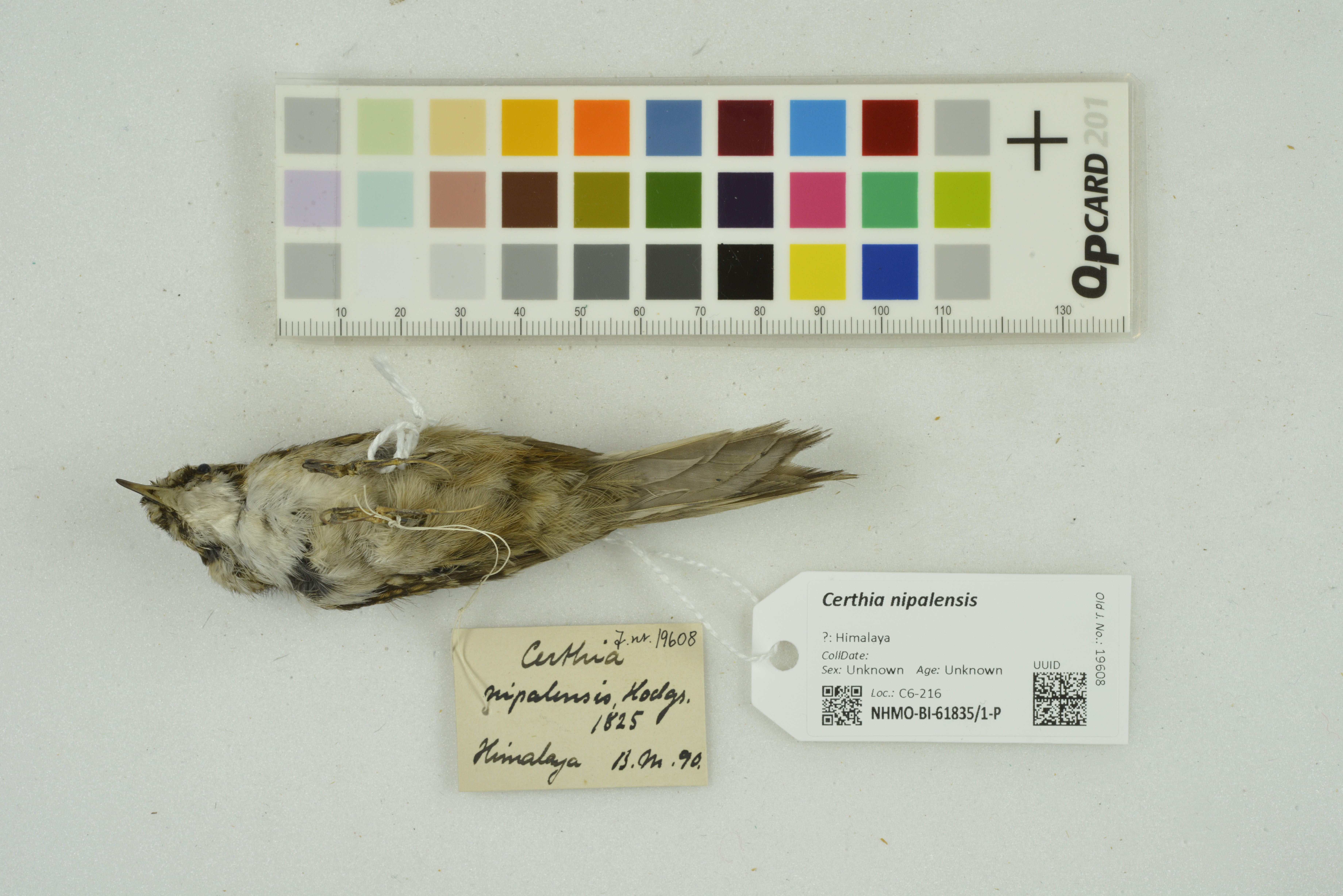 Rusty-flanked Treecreeper