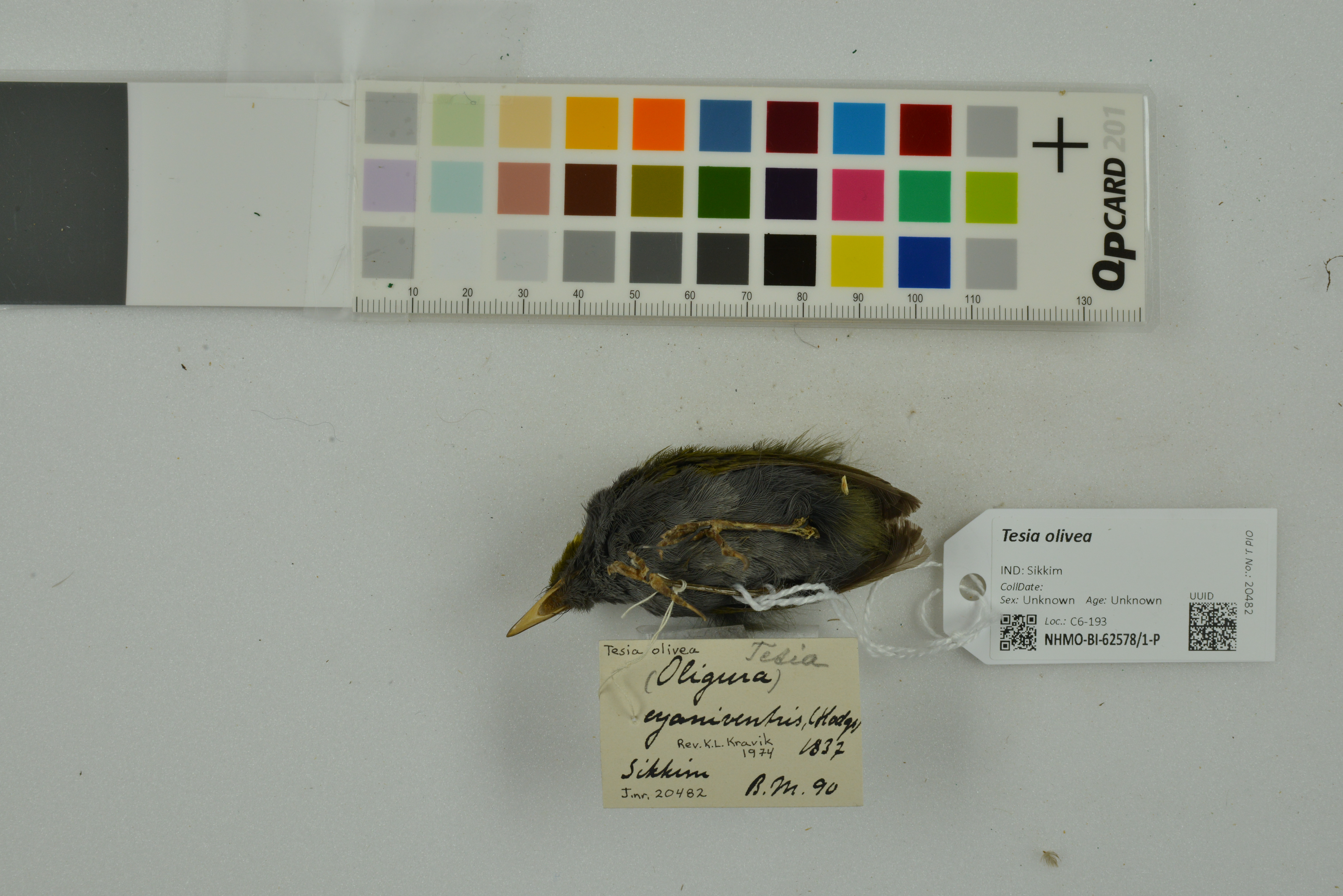Slaty-bellied Tesia
