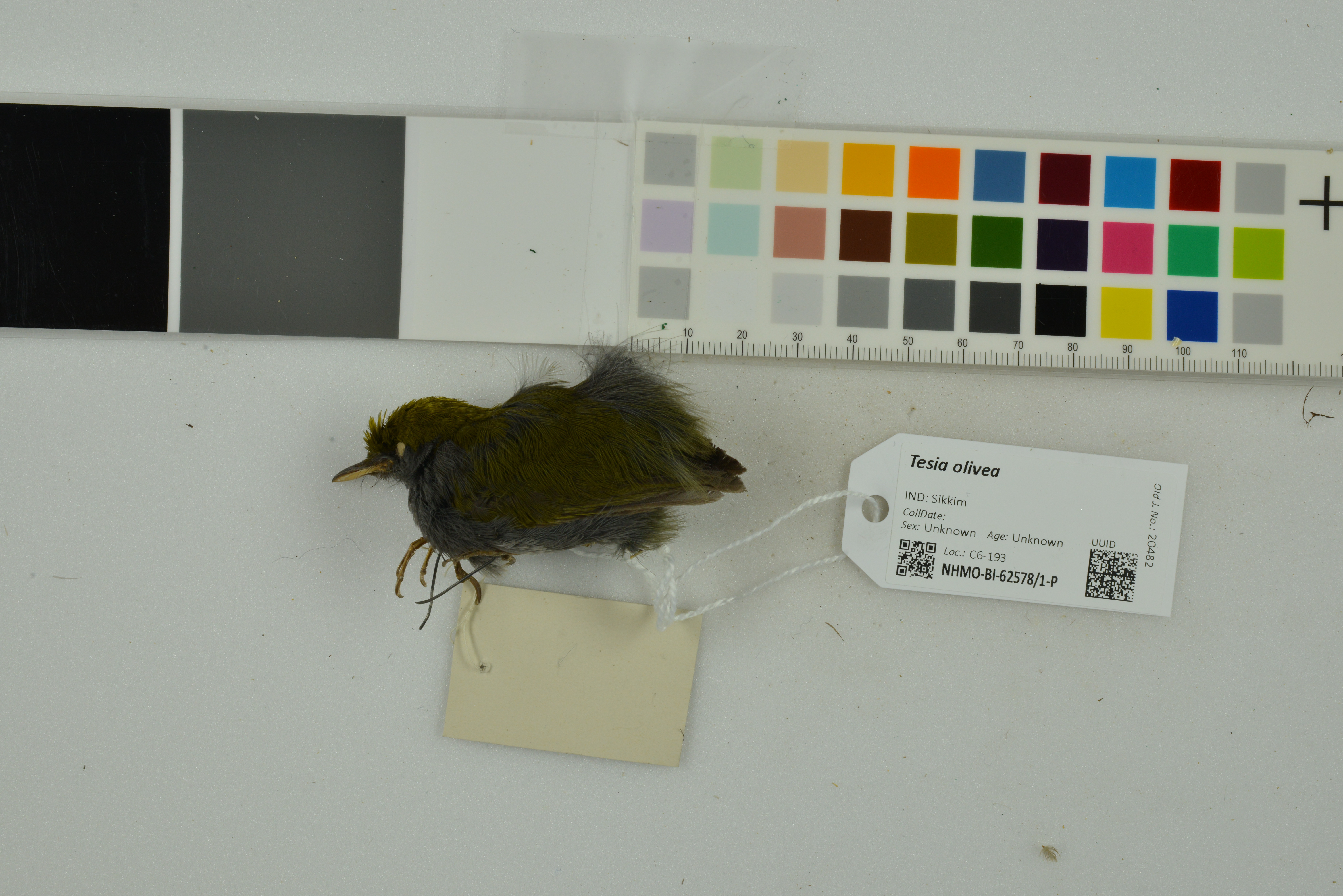Slaty-bellied Tesia