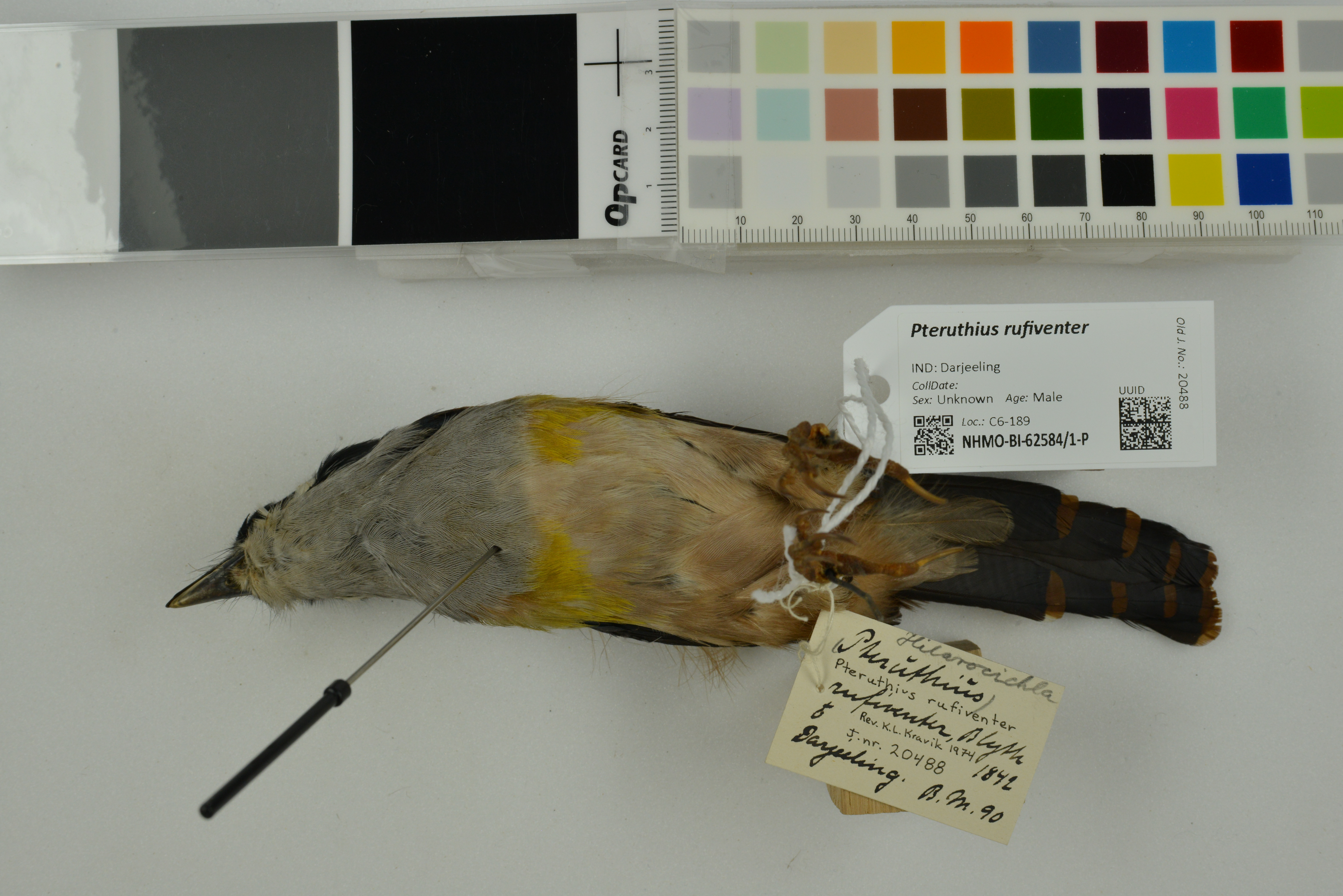 Black-headed Shrike-babbler