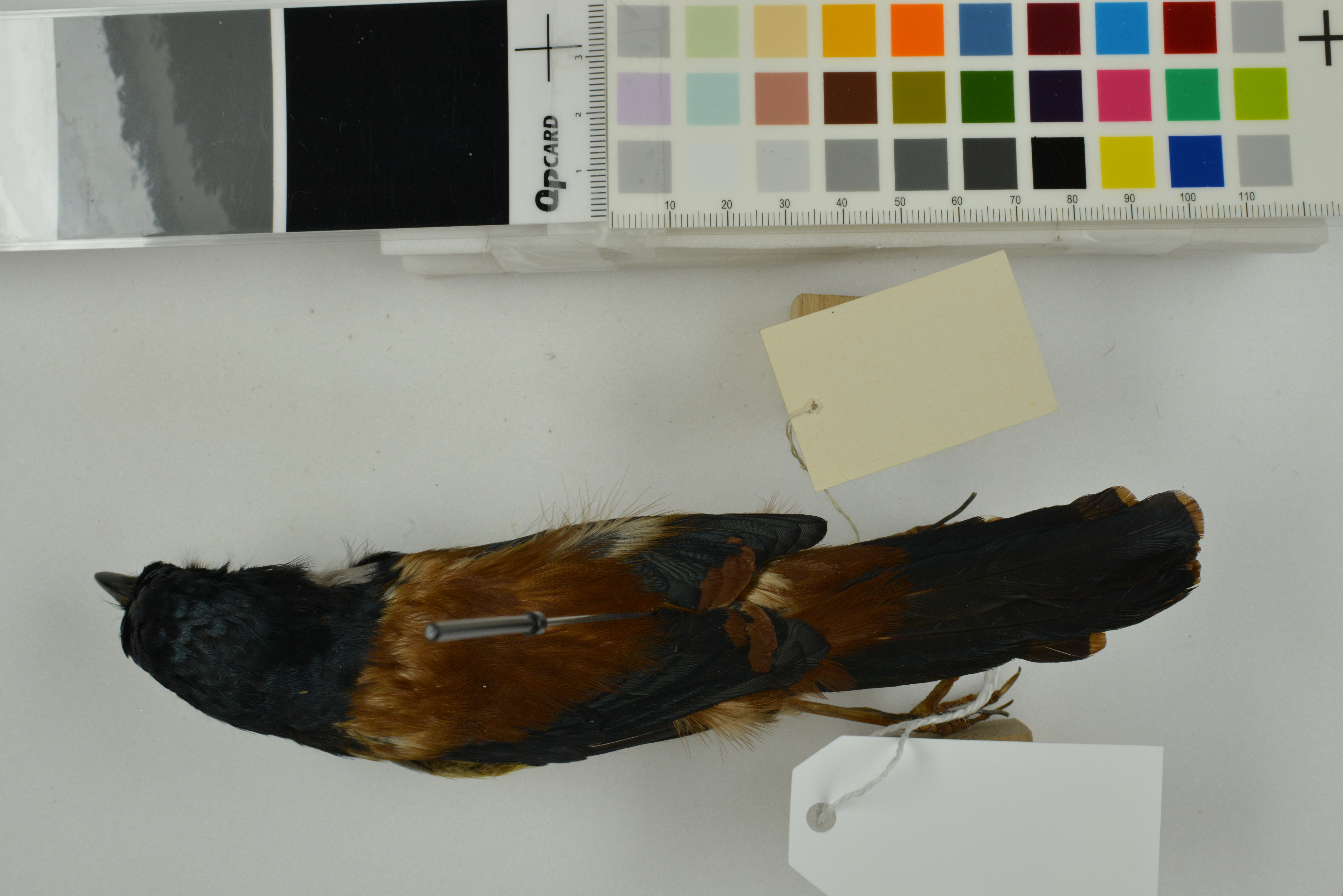 Black-headed Shrike-babbler