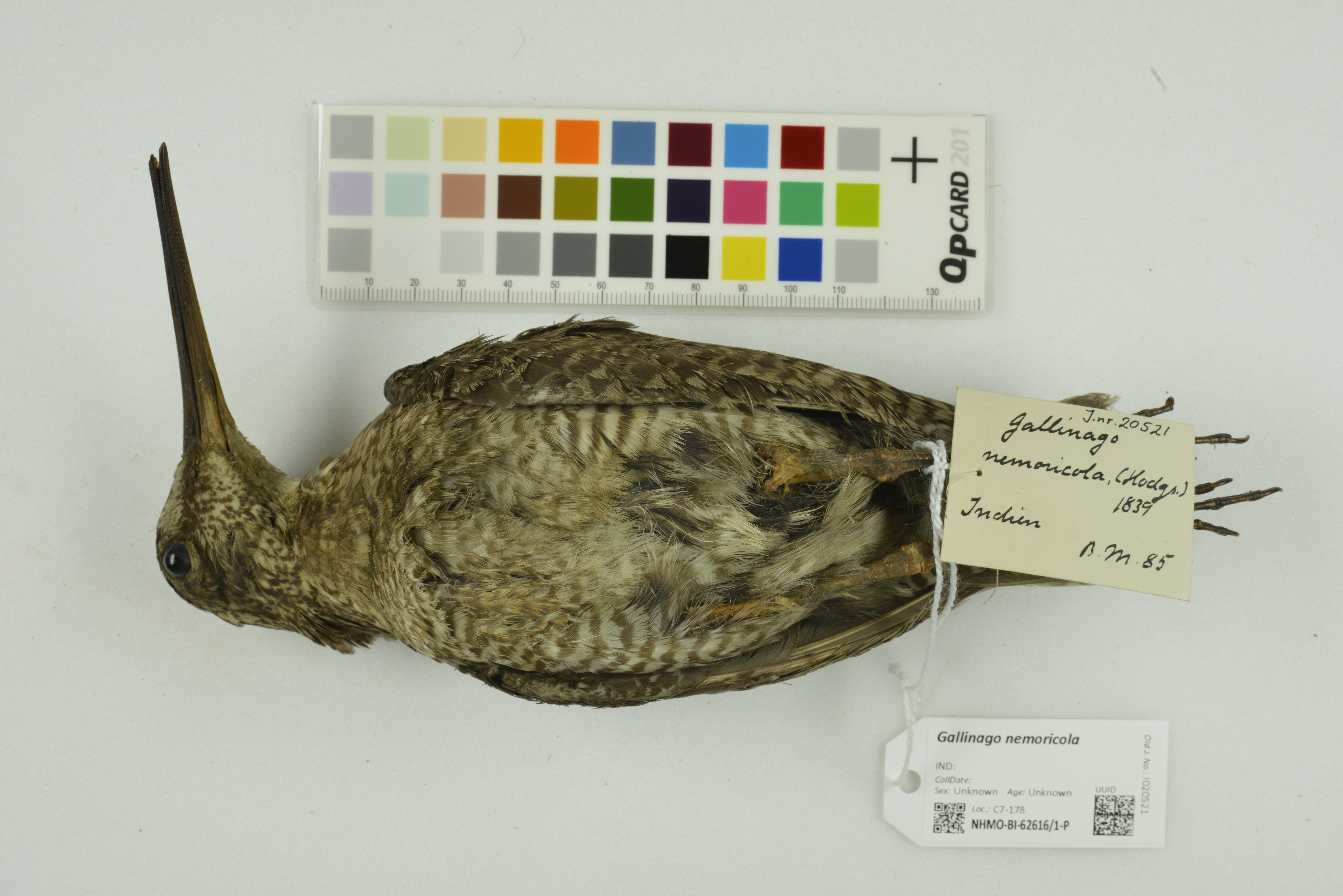 Wood Snipe