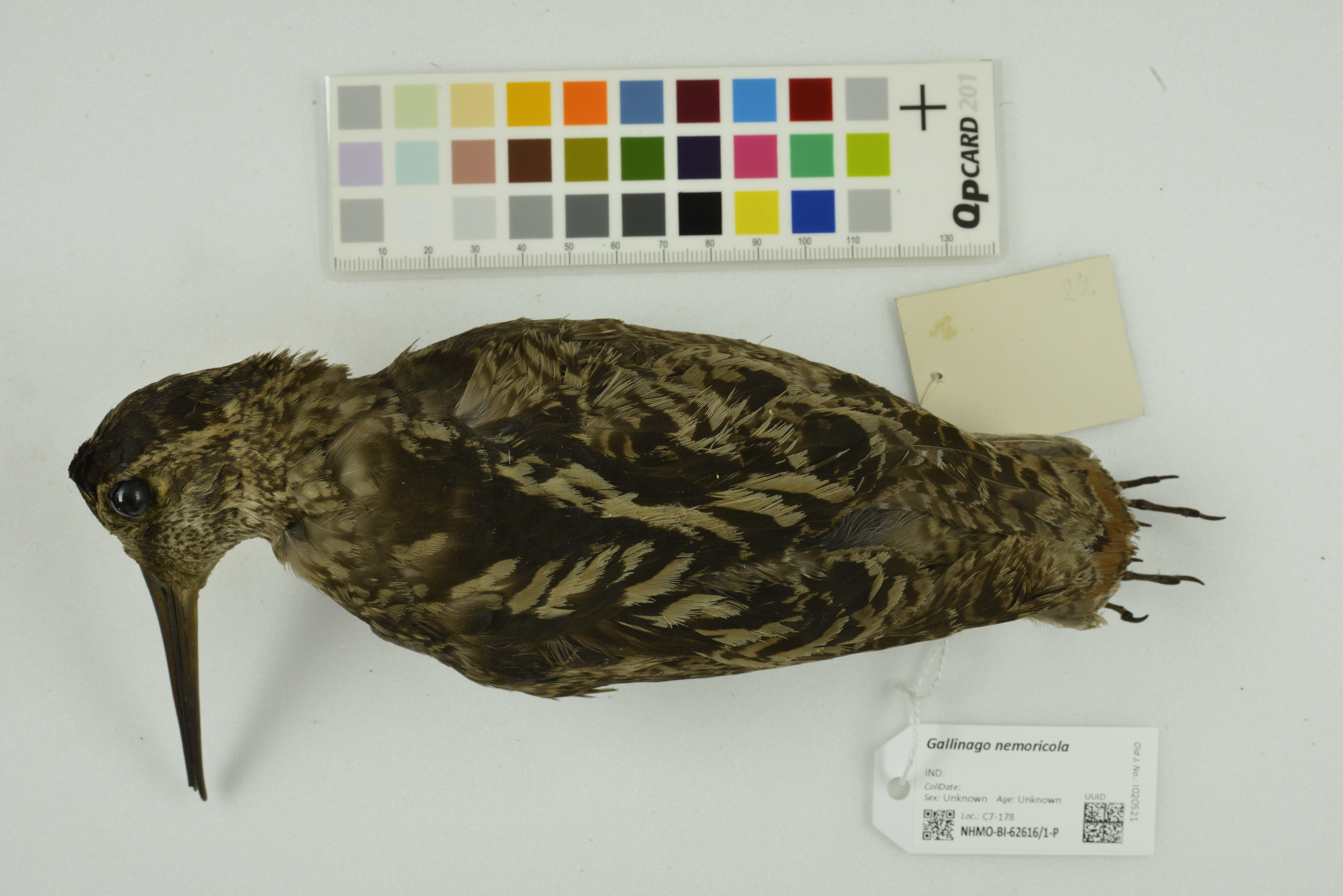 Wood Snipe