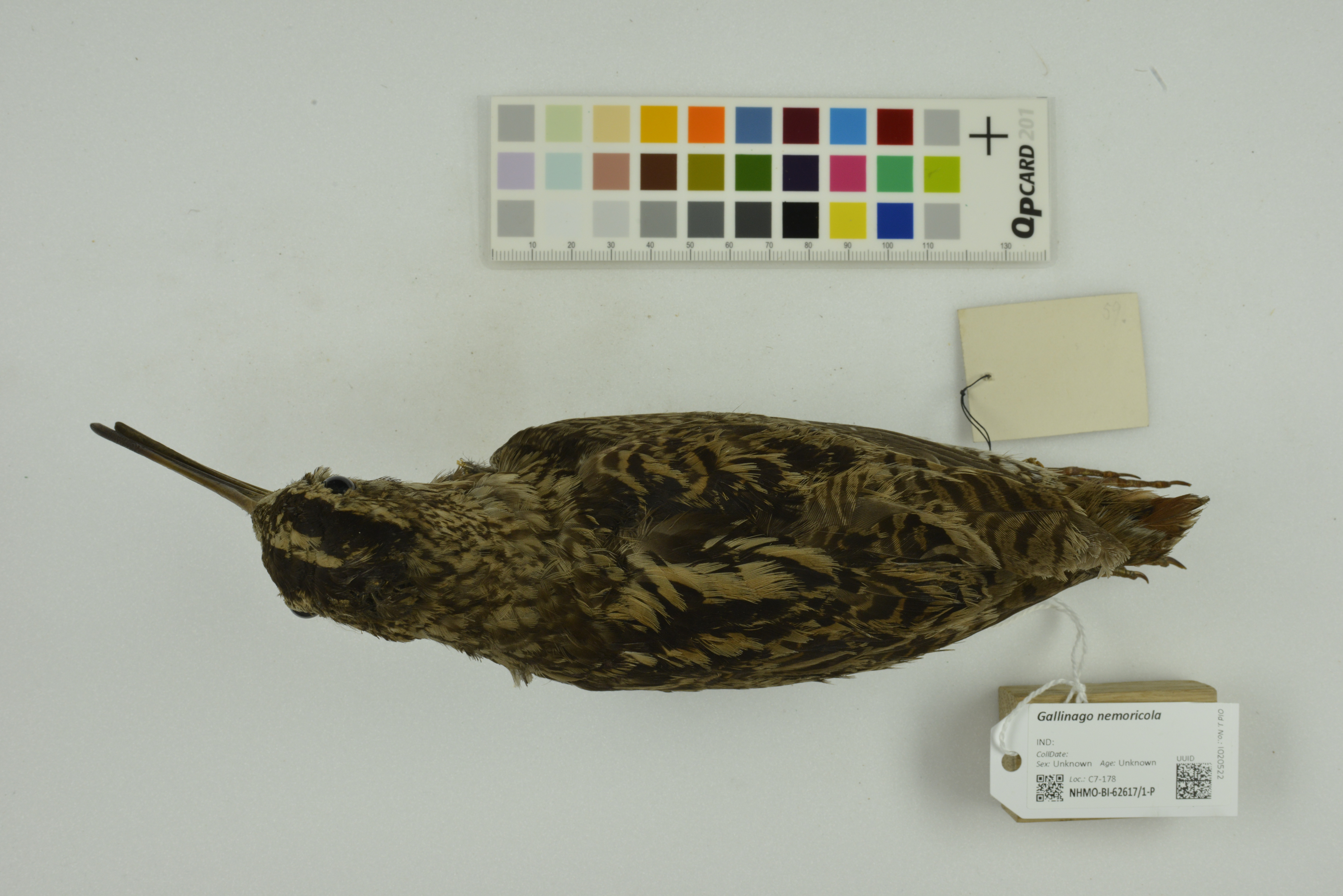 Wood Snipe