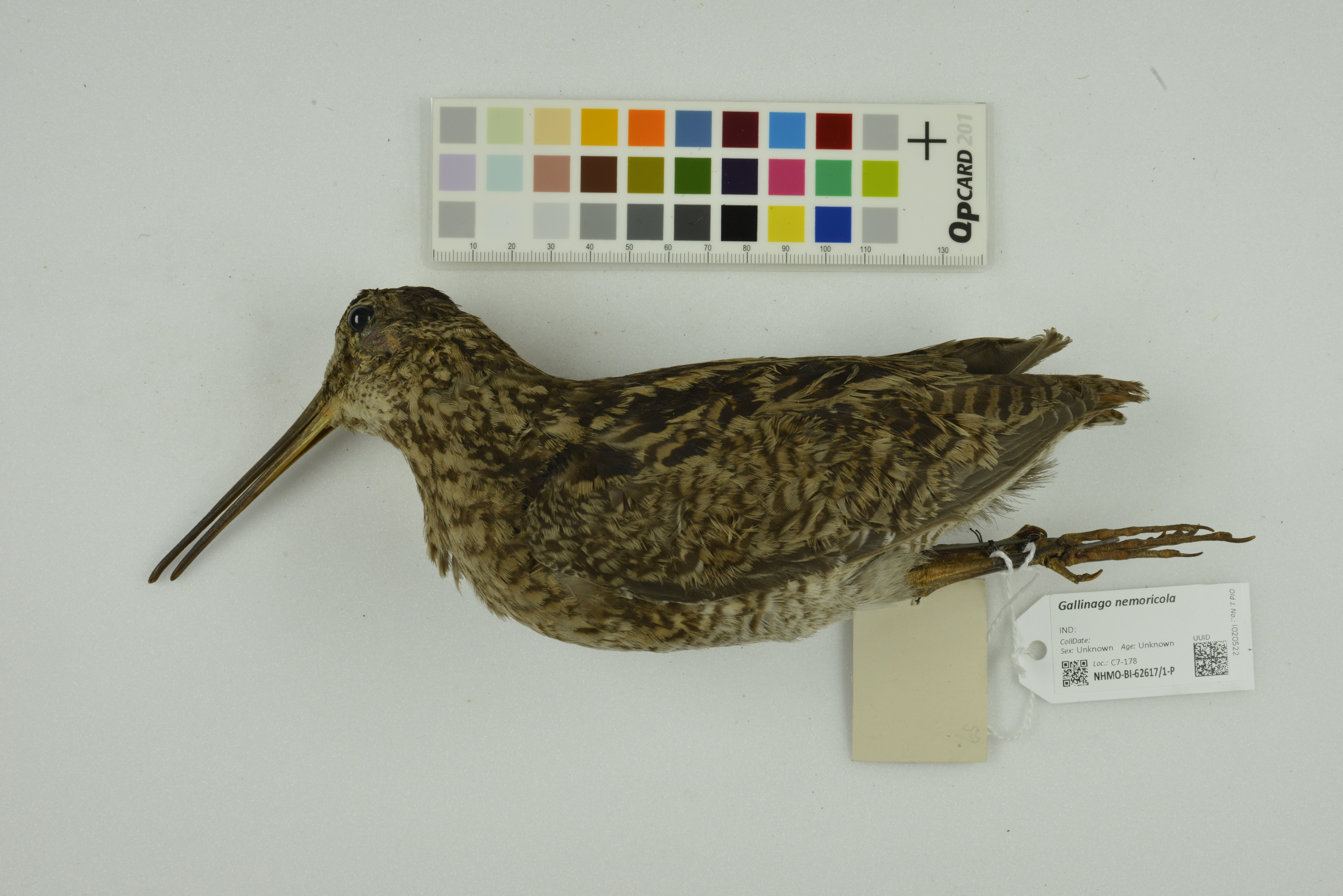 Wood Snipe