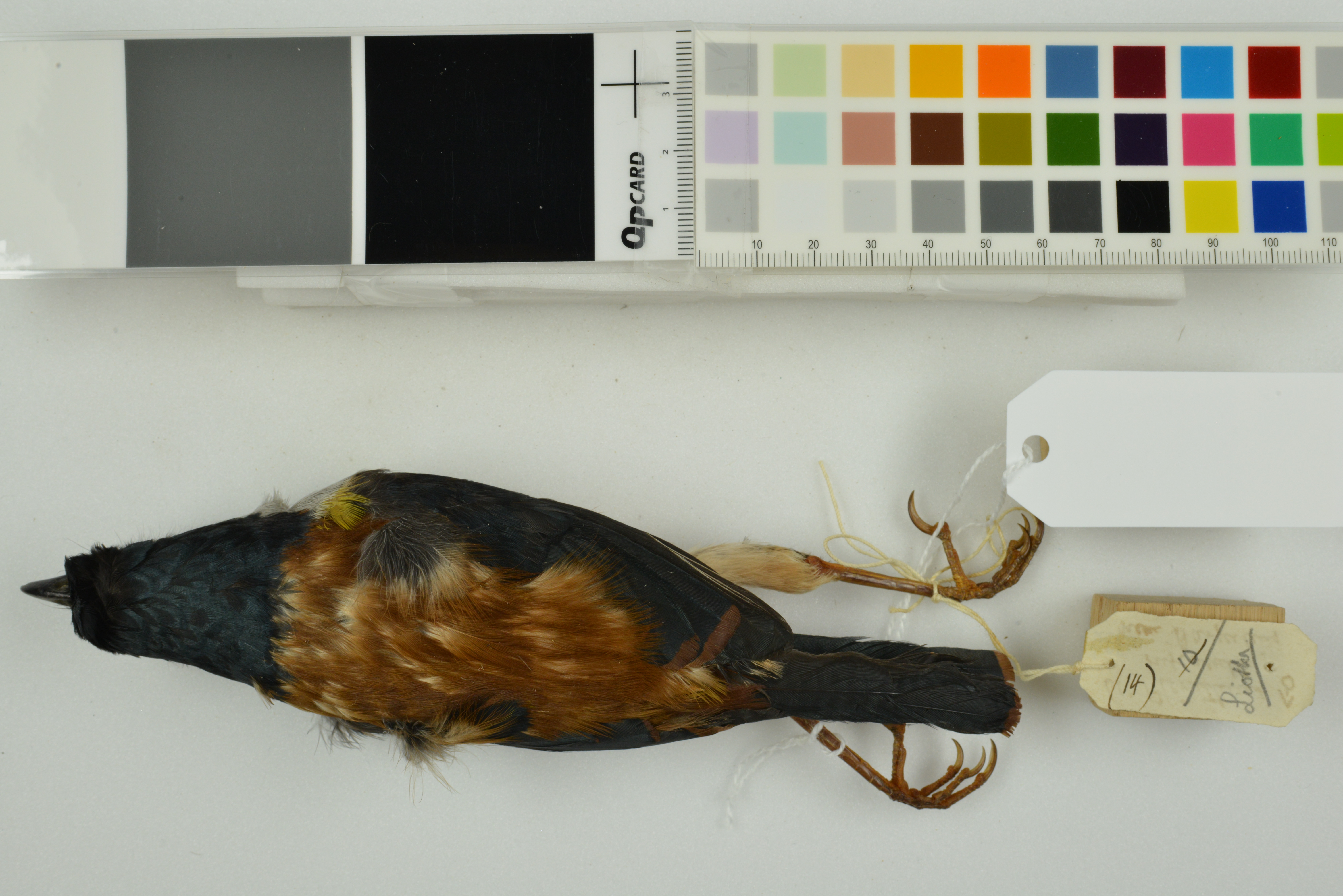 Black-headed Shrike-babbler