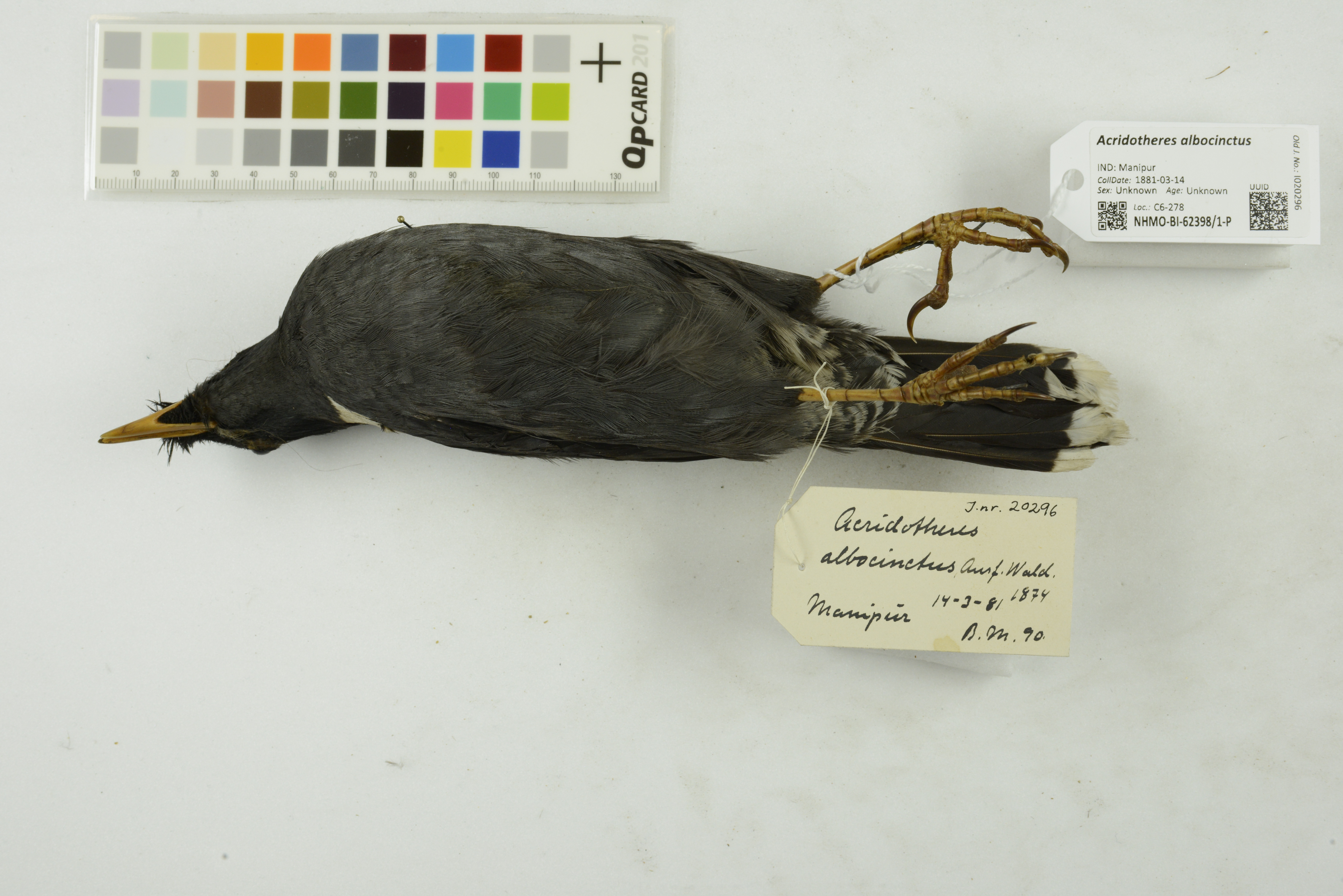 Collared Myna