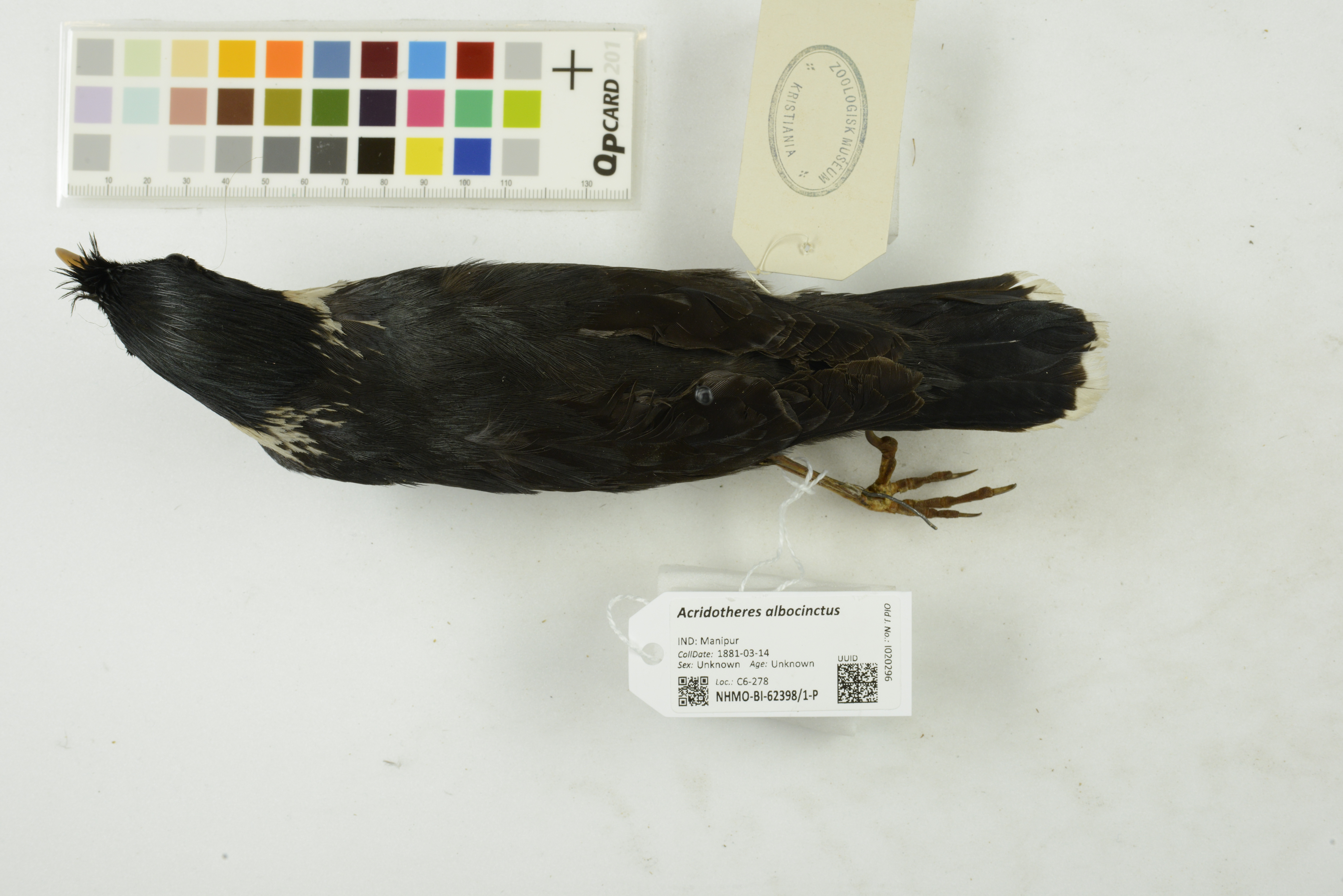 Collared Myna