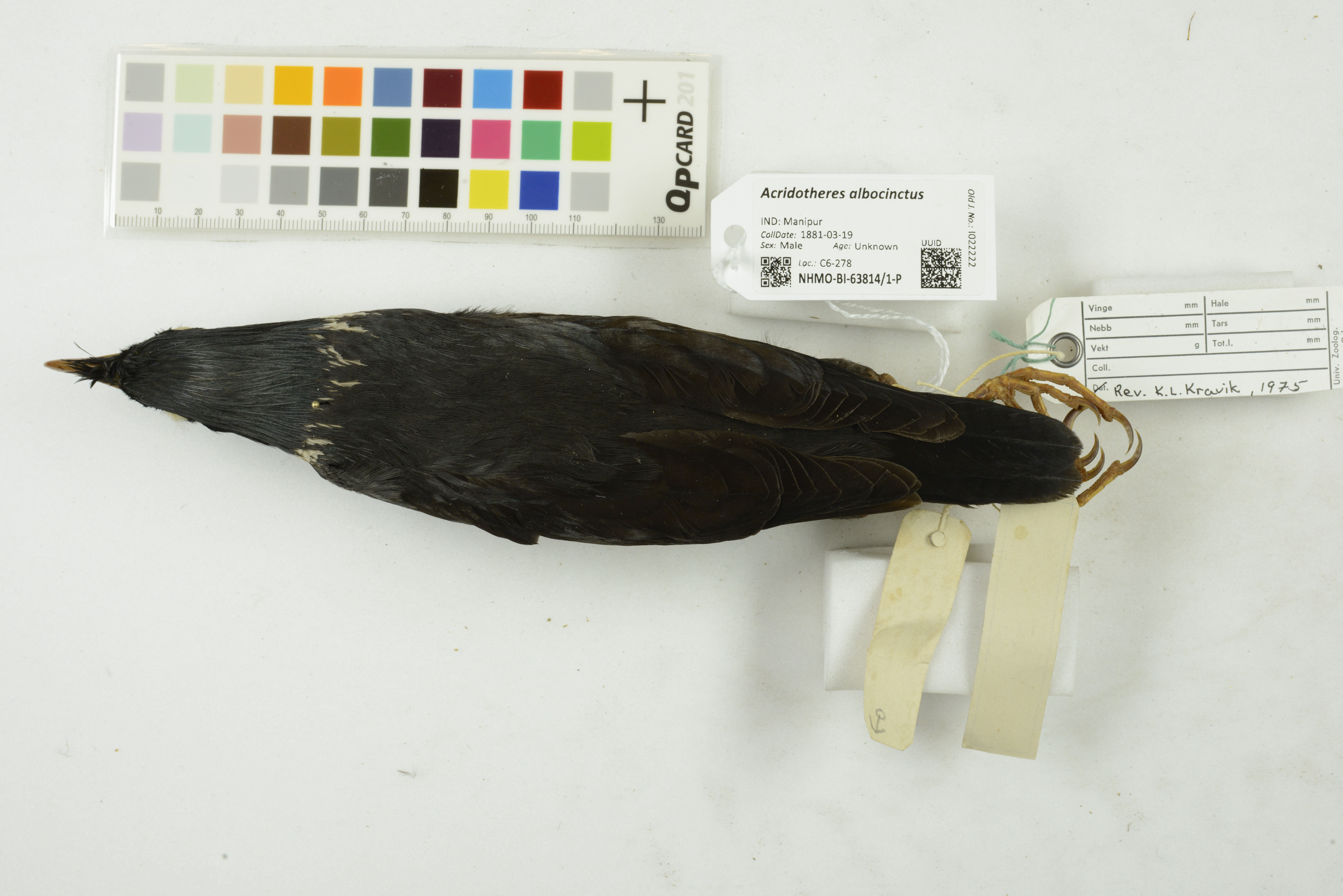 Collared Myna
