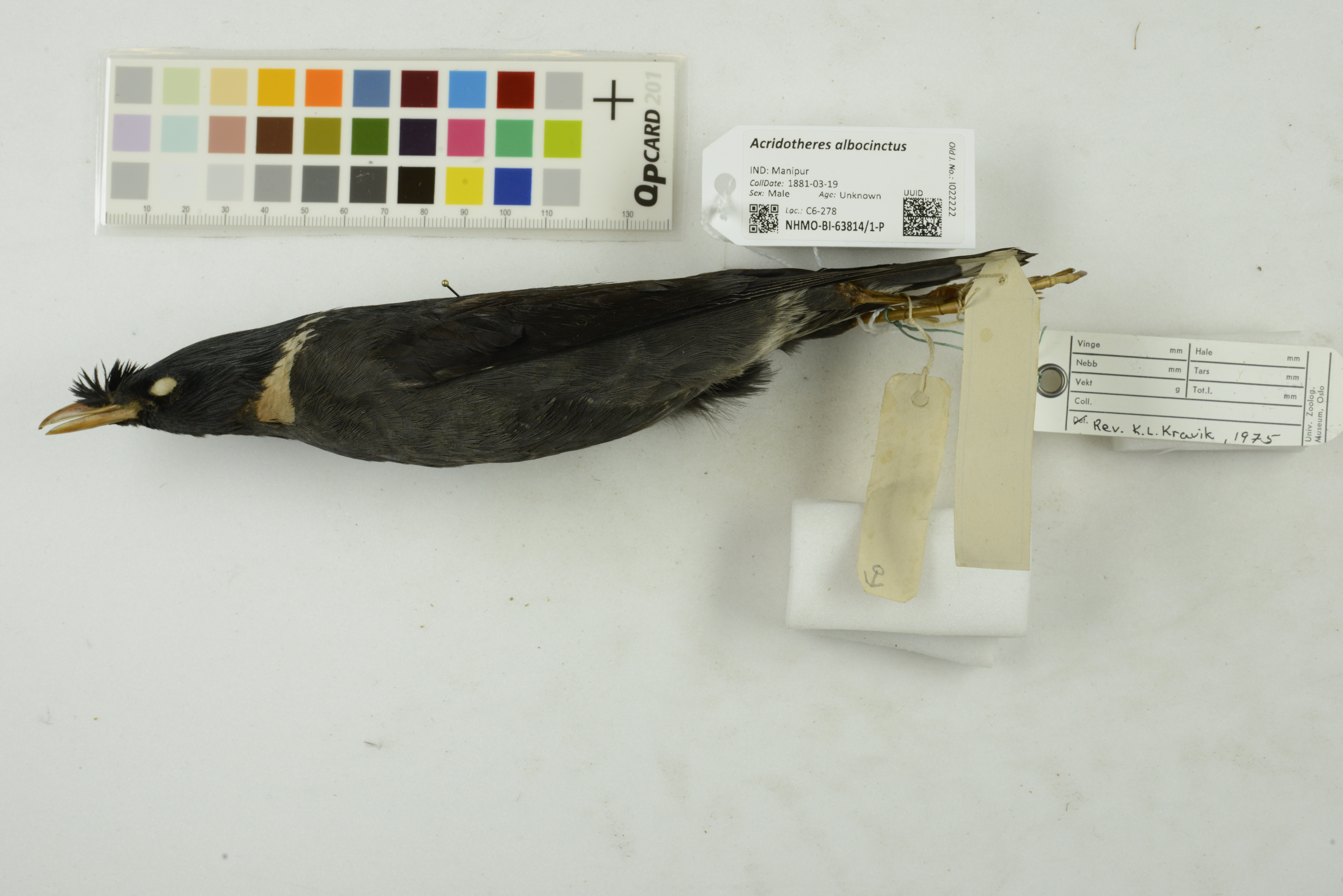 Collared Myna