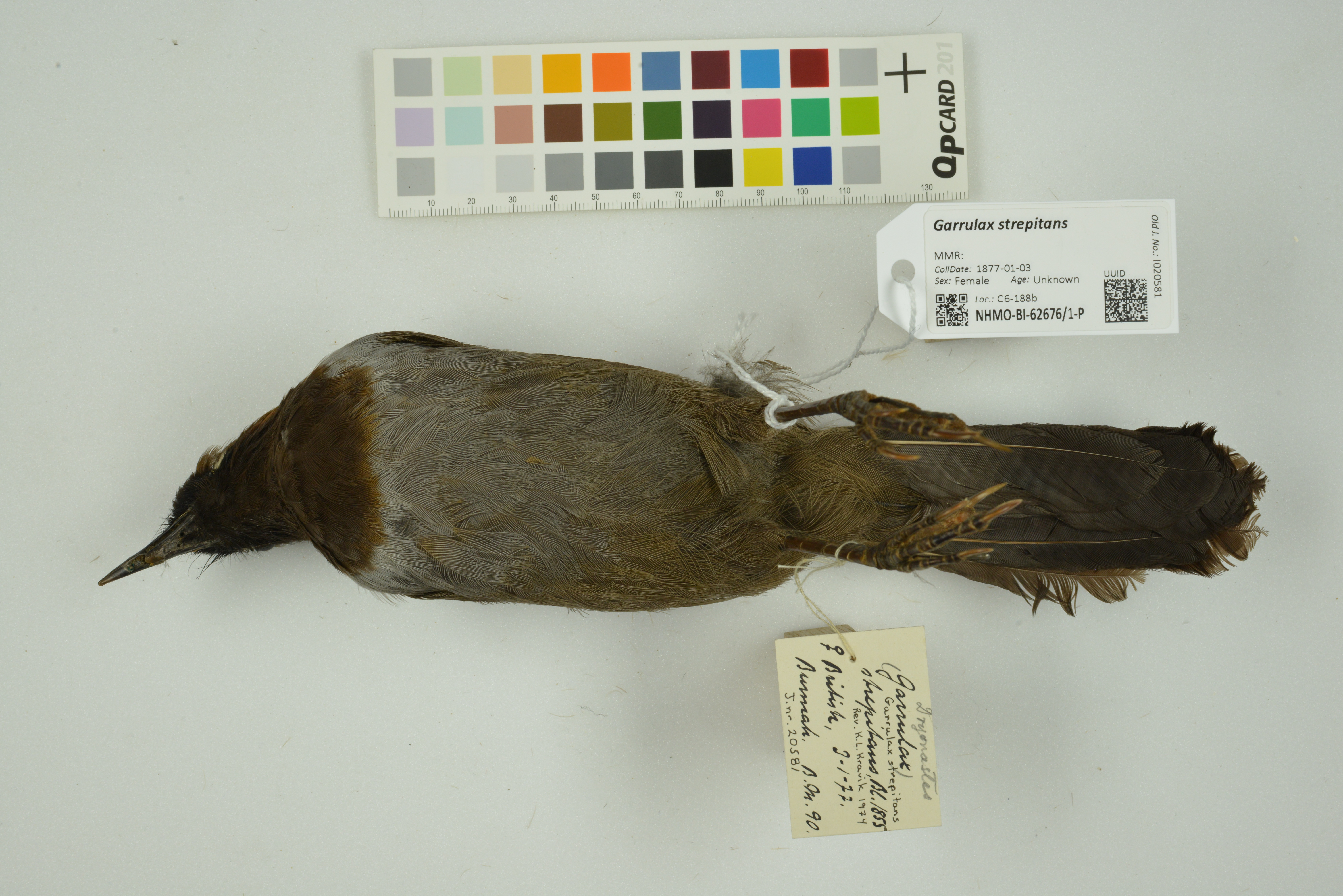 White-necked Laughingthrush