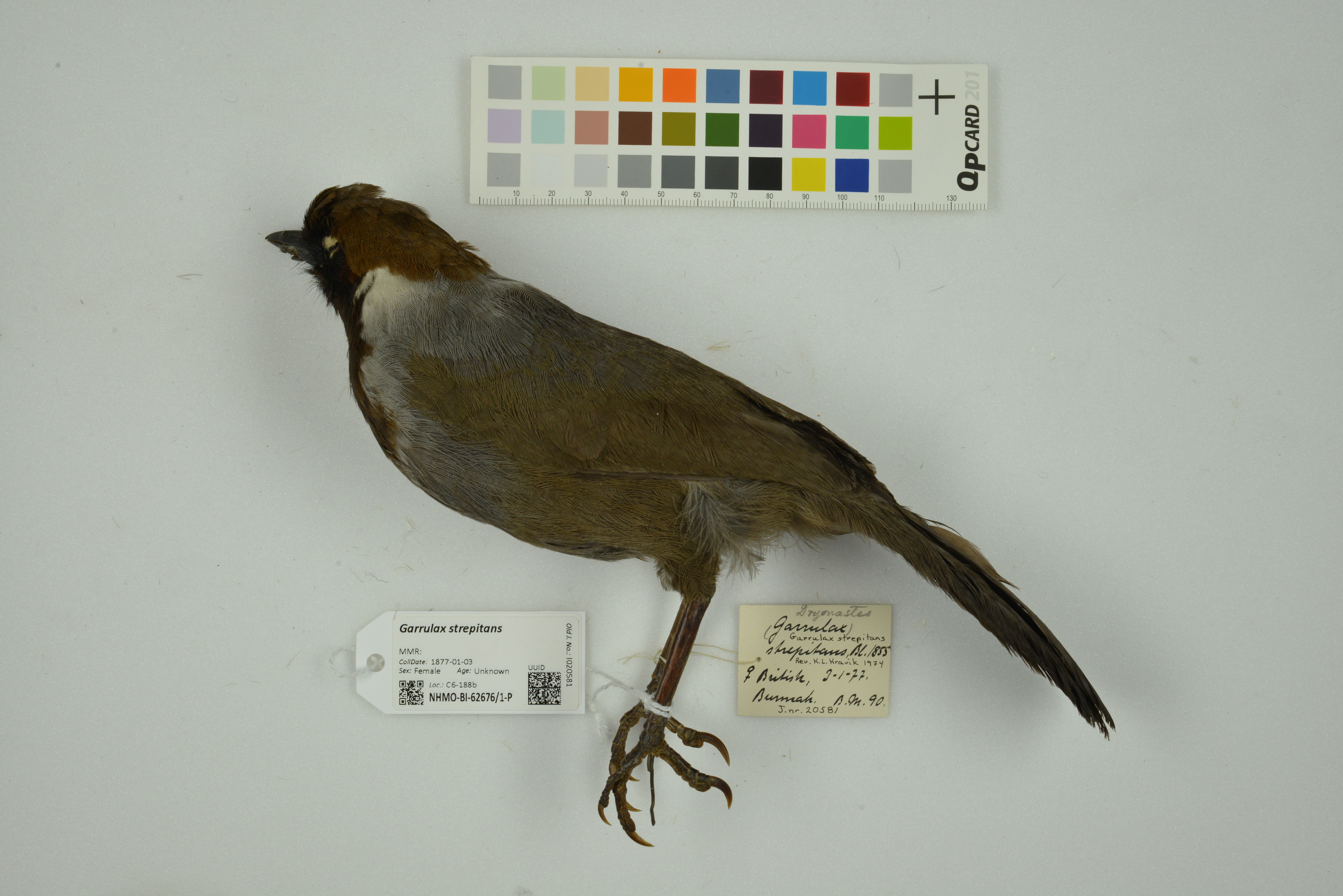 White-necked Laughingthrush
