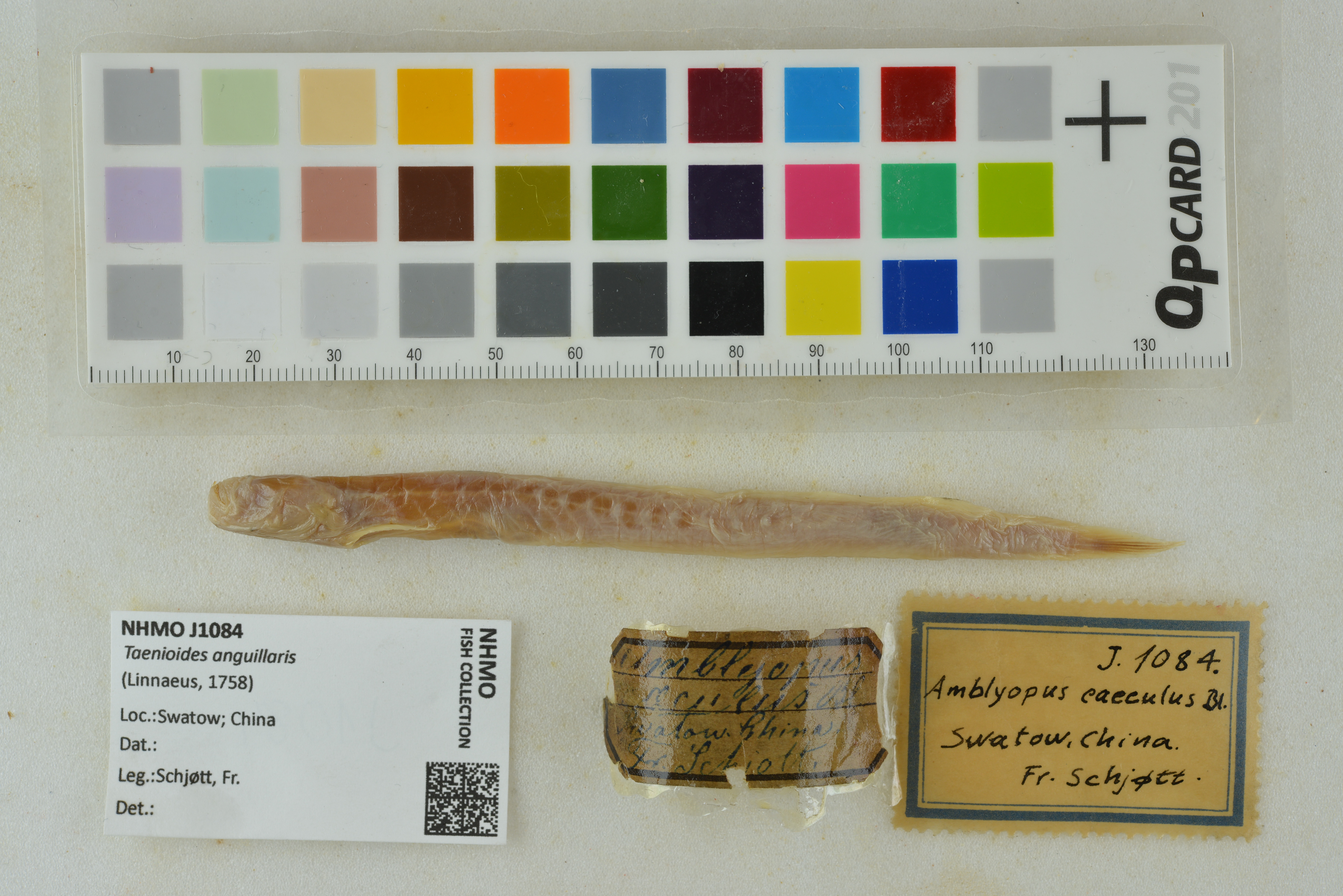 Anguilla eelgoby (Taenioides anguillaris) — Gobiidae