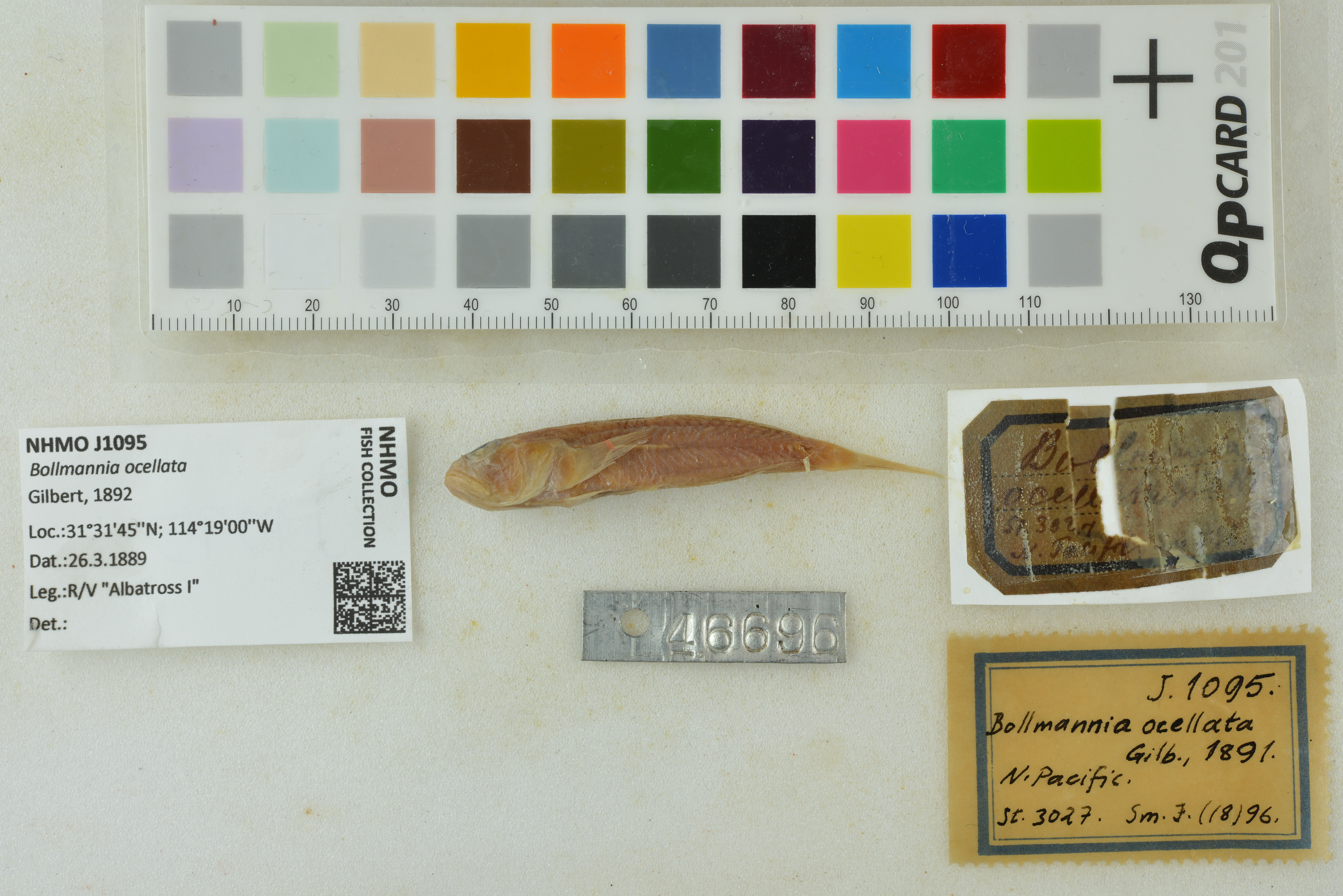 Pennant goby (Bollmannia ocellata) — Gobiidae