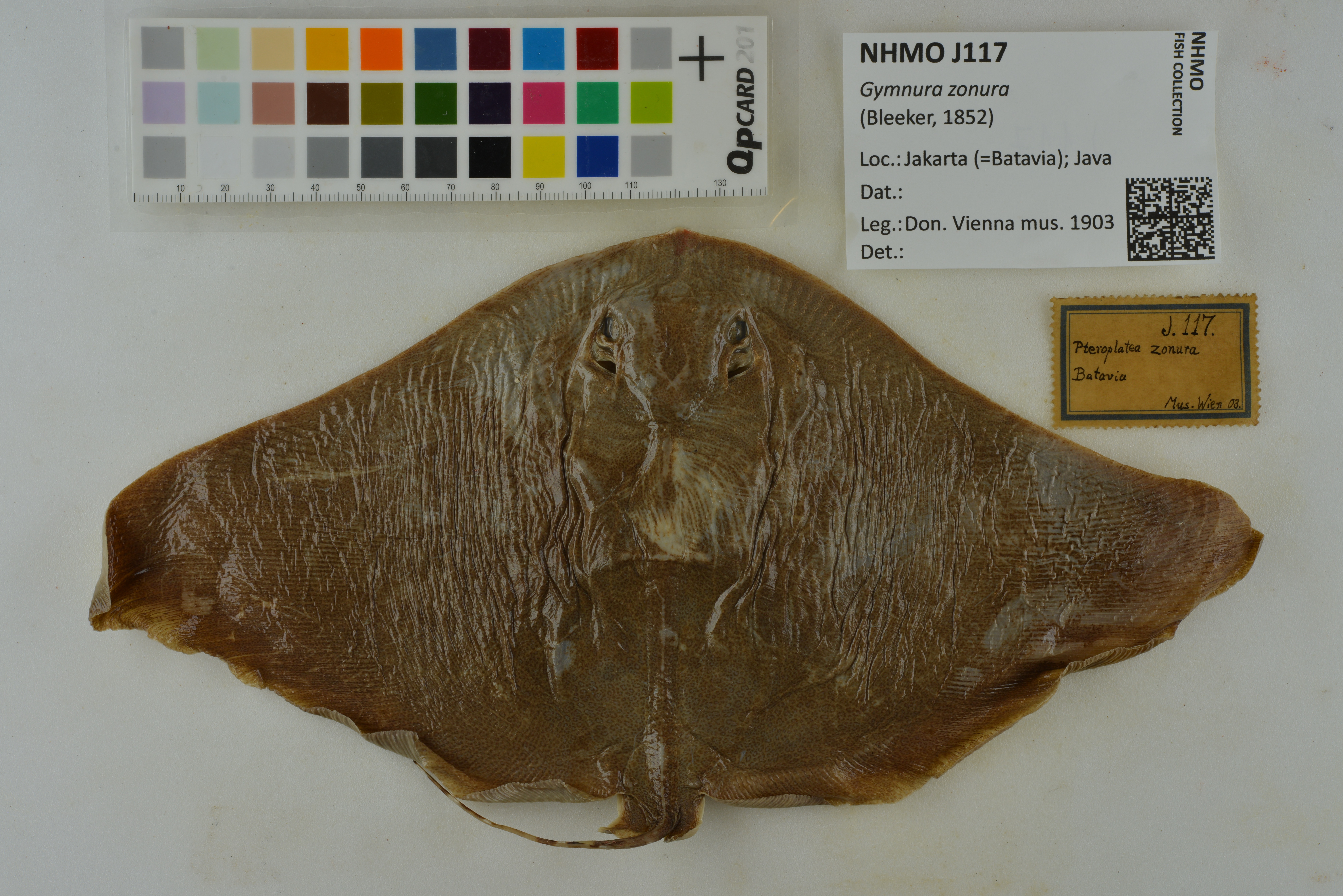 Bleeker's butterfly ray (Gymnura zonura) — Gymnuridae