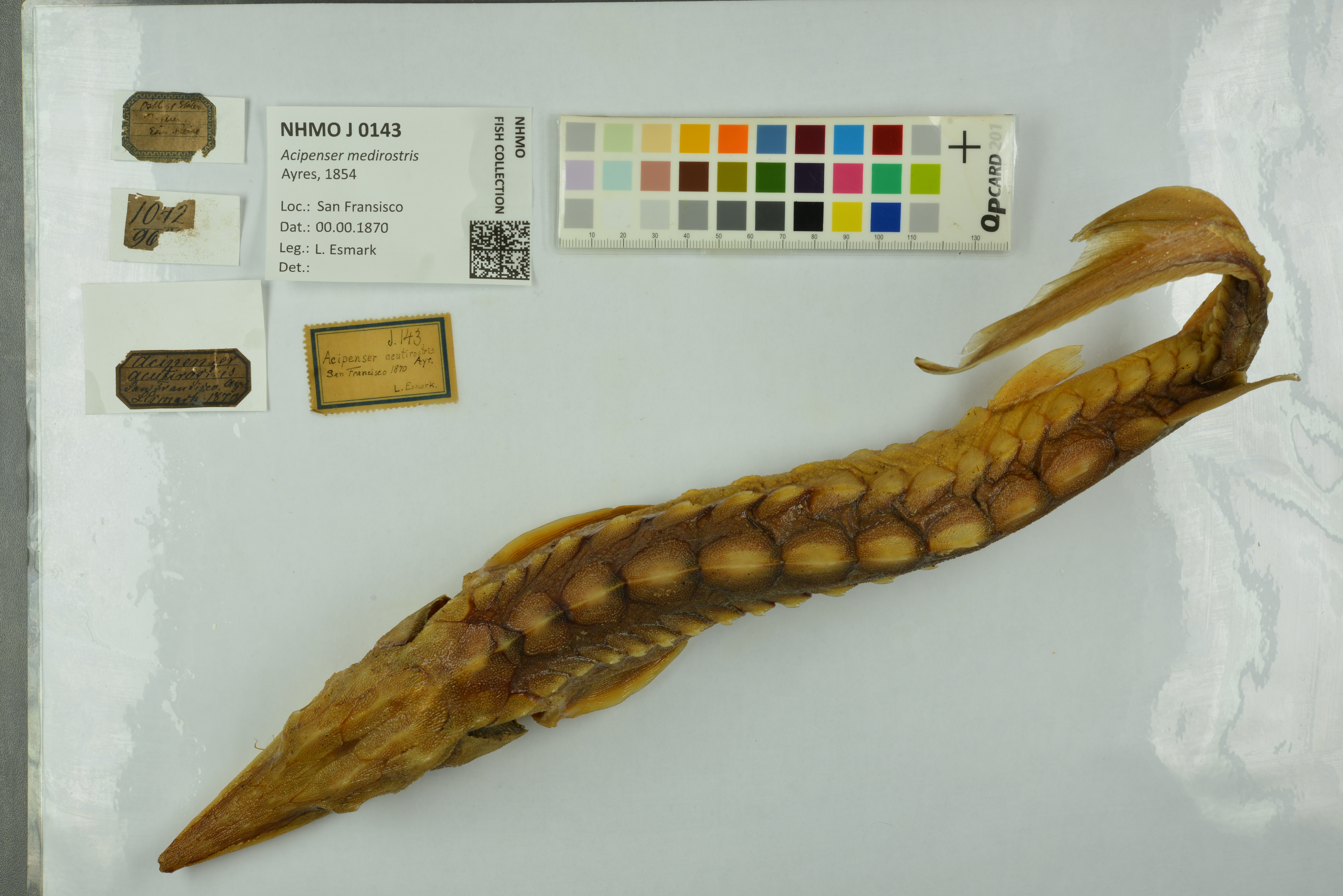 Barbel sturgeon (Acipenser medirostris) — Acipenseridae
