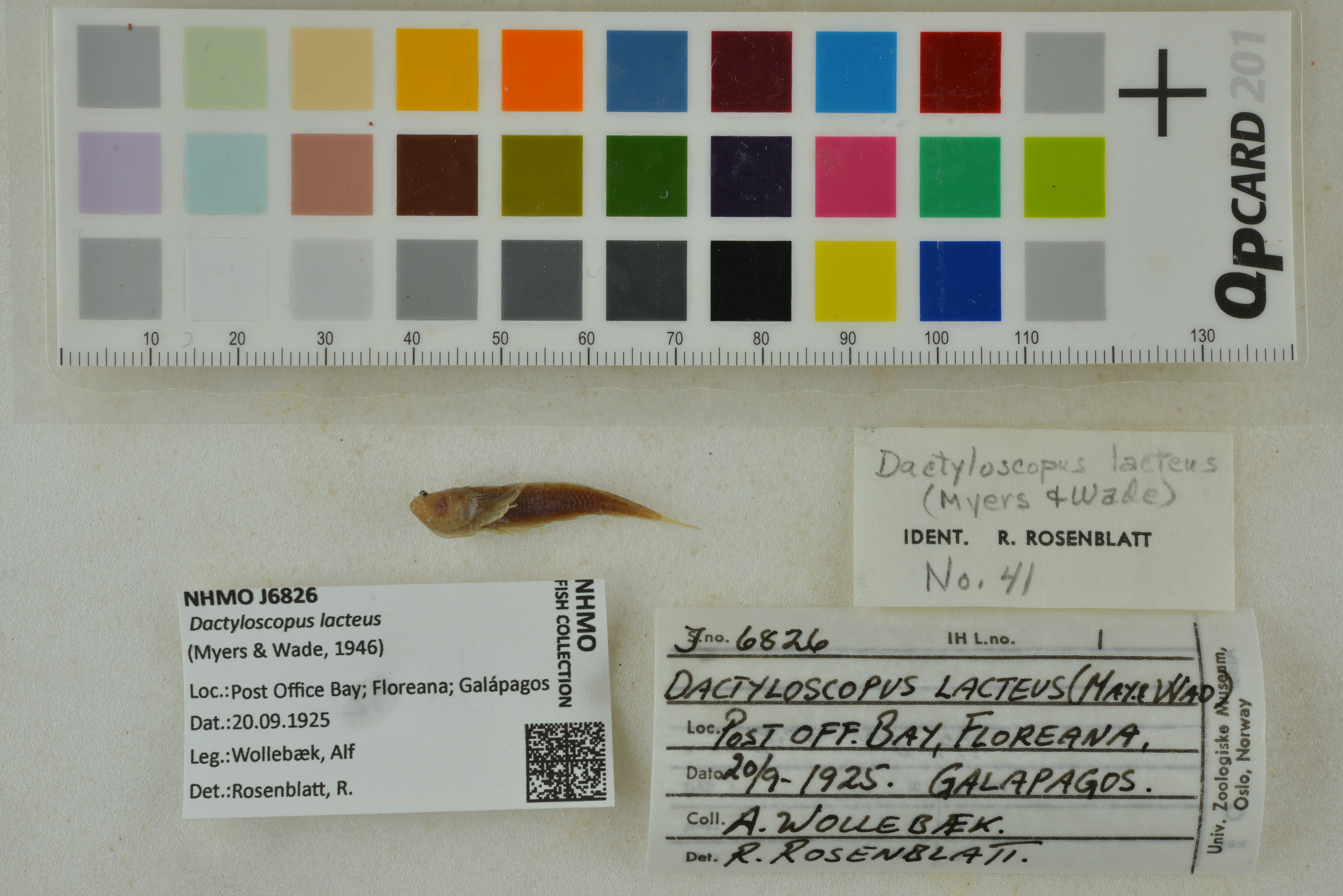 Milky sand stargazer (Dactyloscopus lacteus) — Dactyloscopidae
