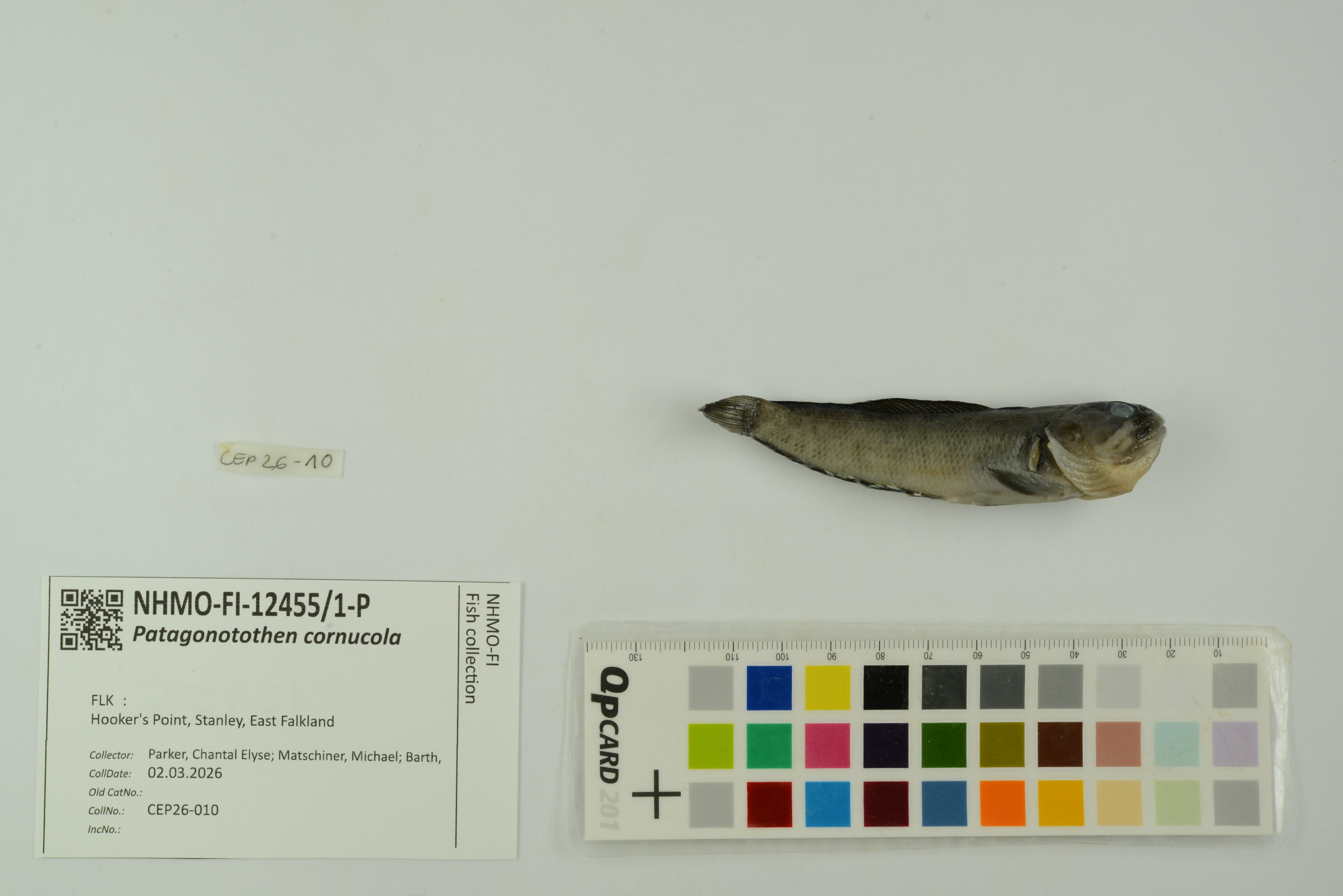 Fueguian notothen (Patagonotothen cornucola) — Nototheniidae