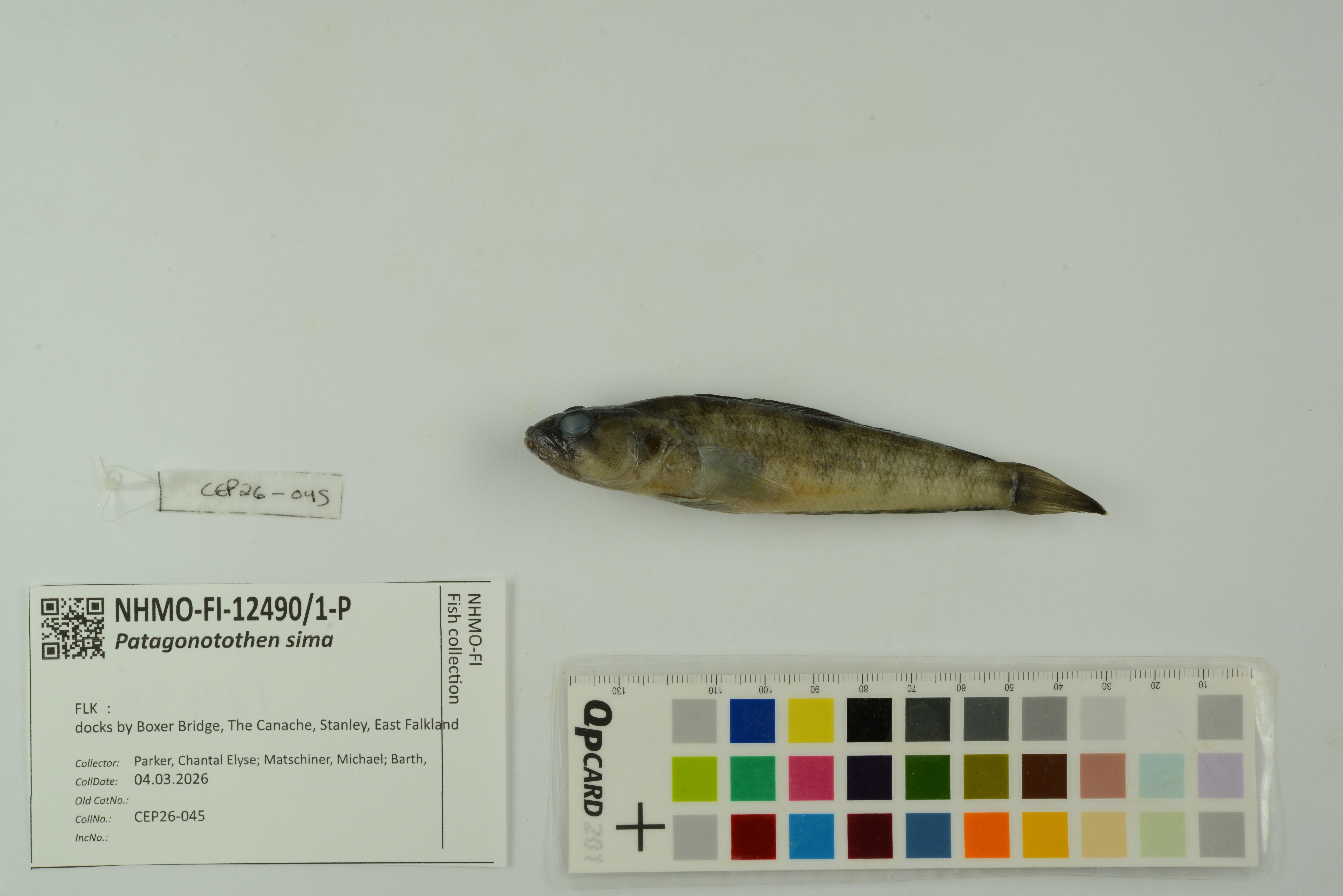 Notothen (Patagonotothen sima) — Nototheniidae