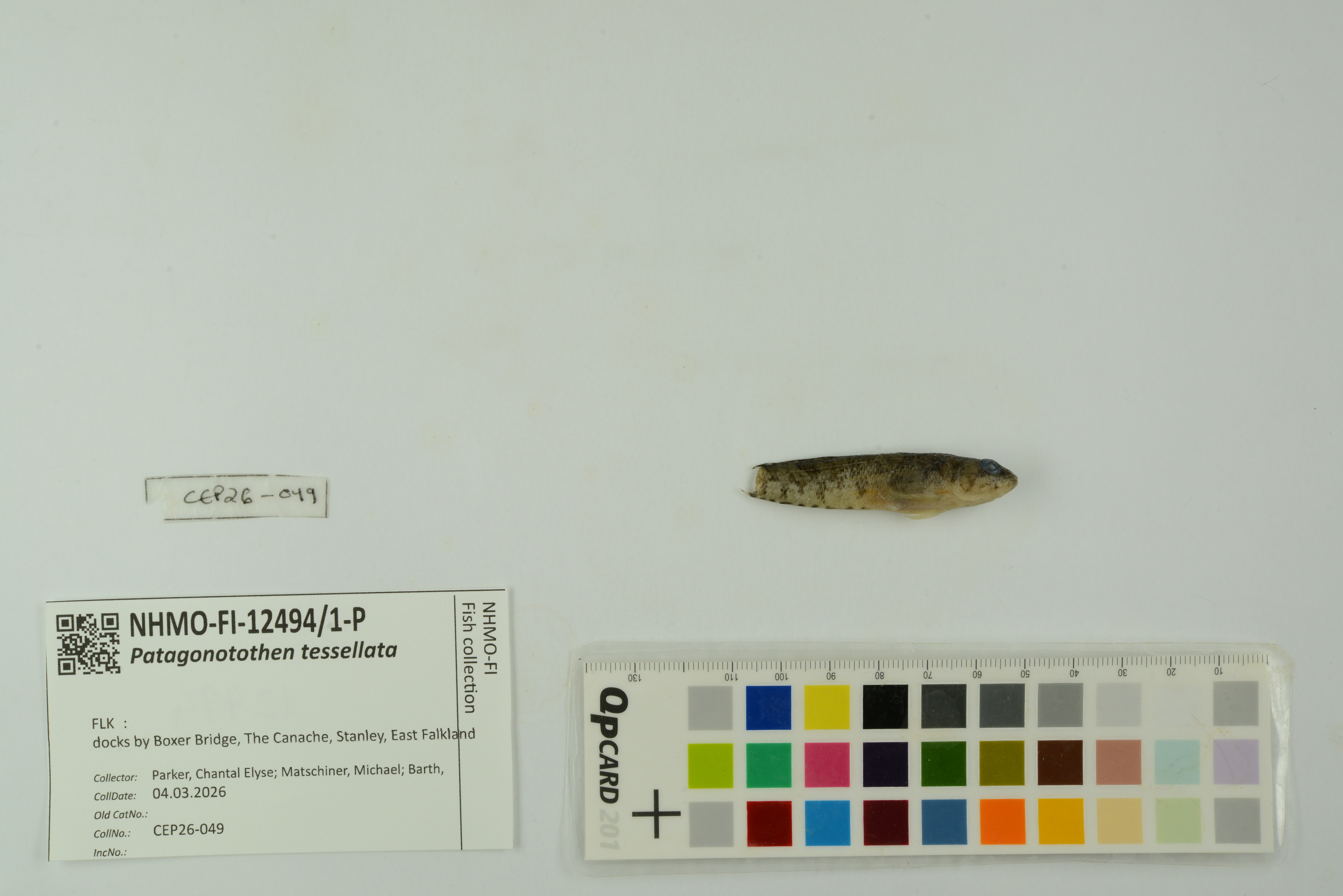Black southern cod (Patagonotothen tessellata) — Nototheniidae