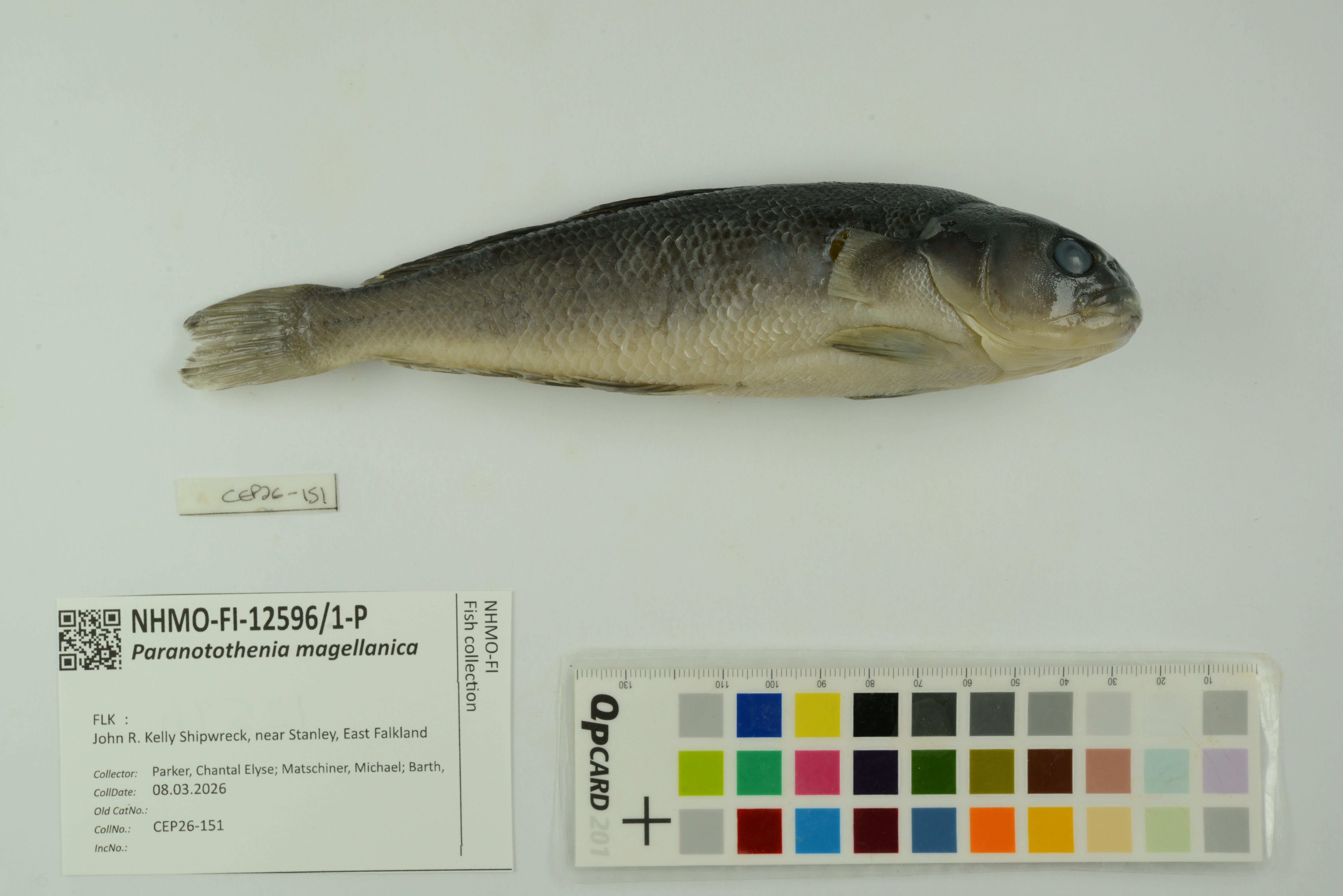 Black cod (Paranotothenia magellanica) — Nototheniidae