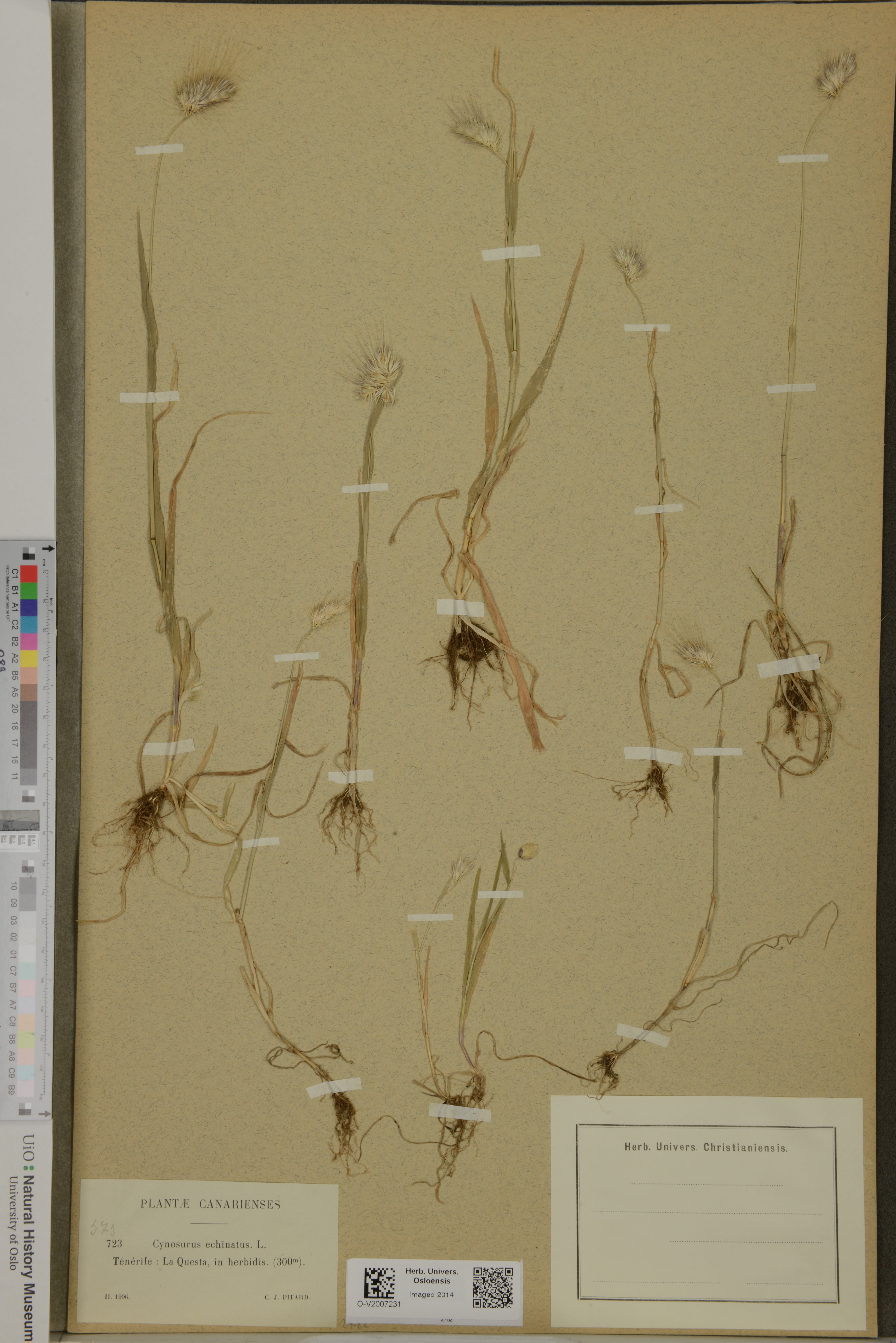 O 723: Cynosurus echinatus