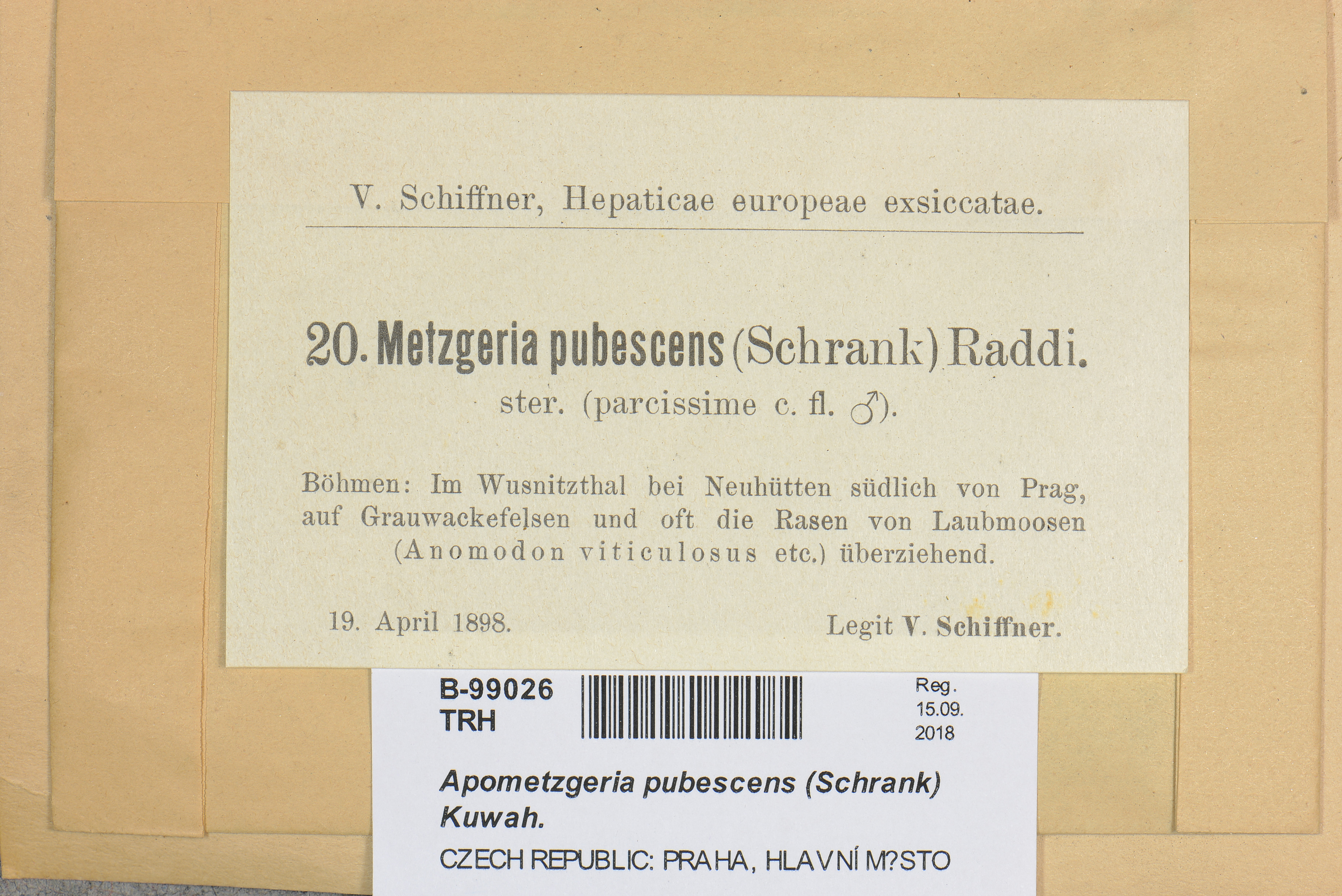 TRH 20: Metzgeria pubescens