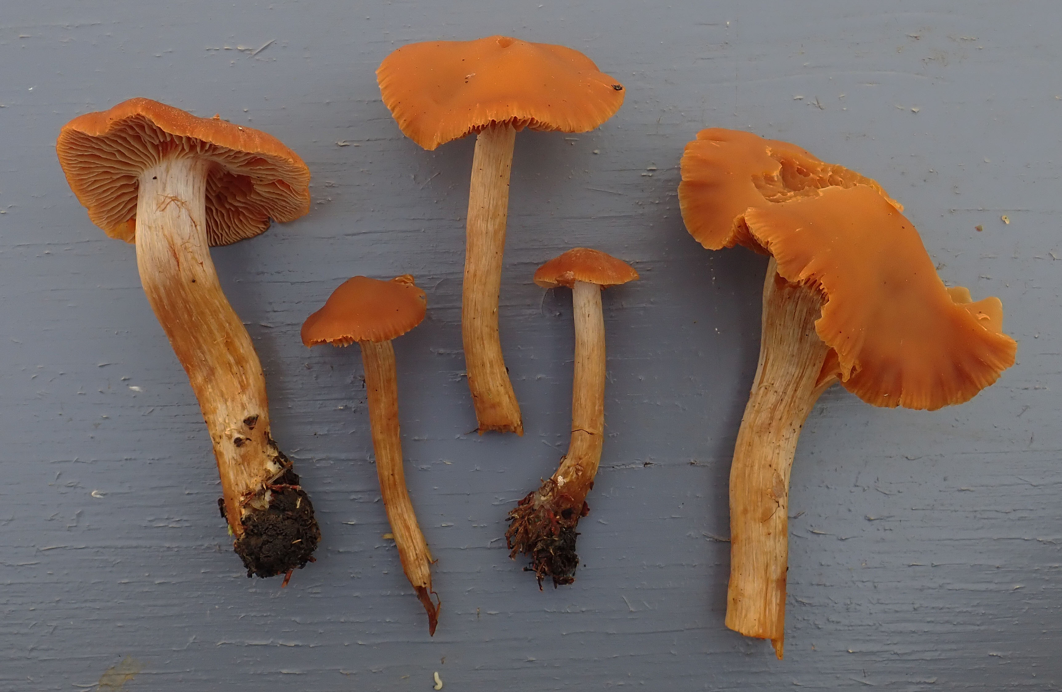Imagen de Cortinarius renidens Fr.